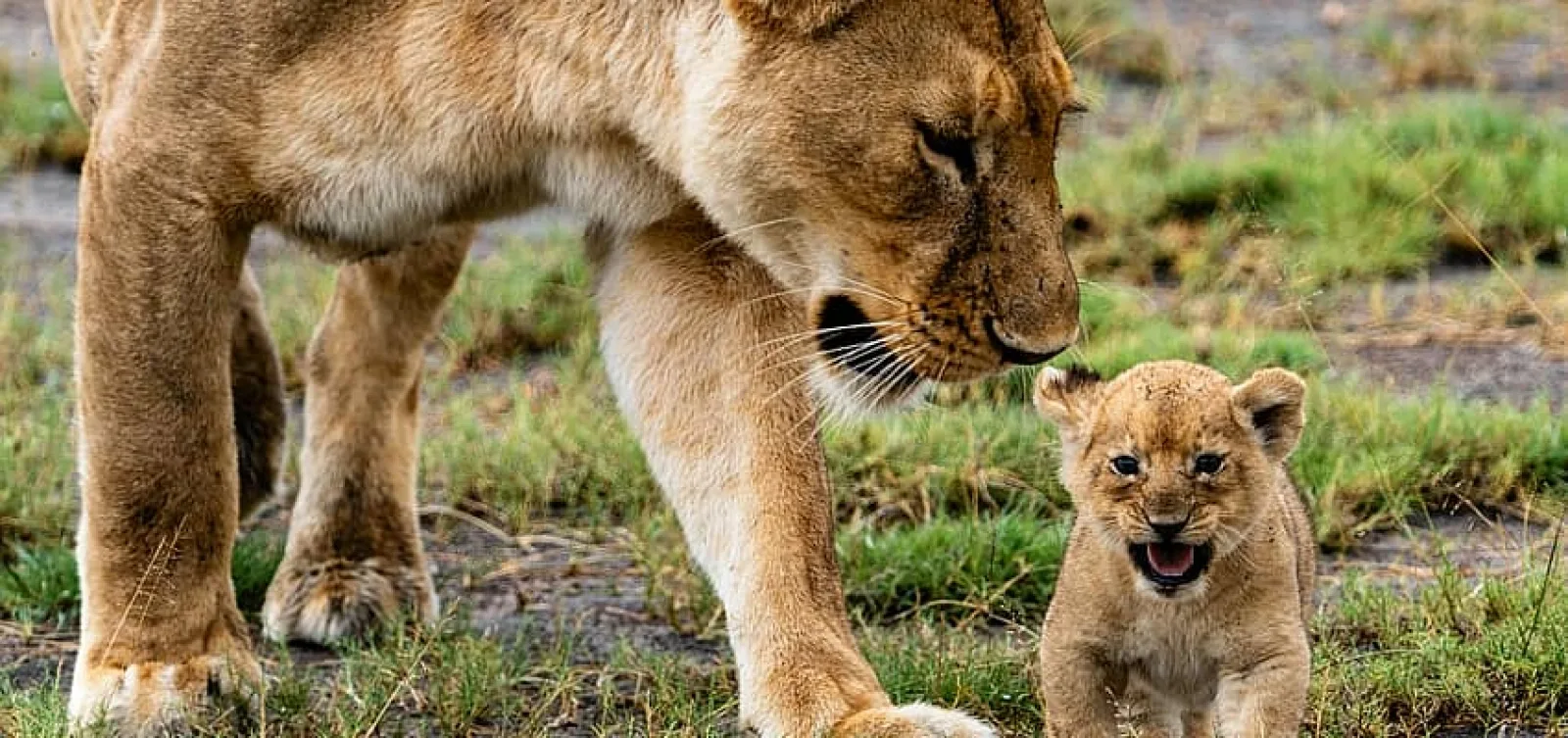 Lions in Kenya
