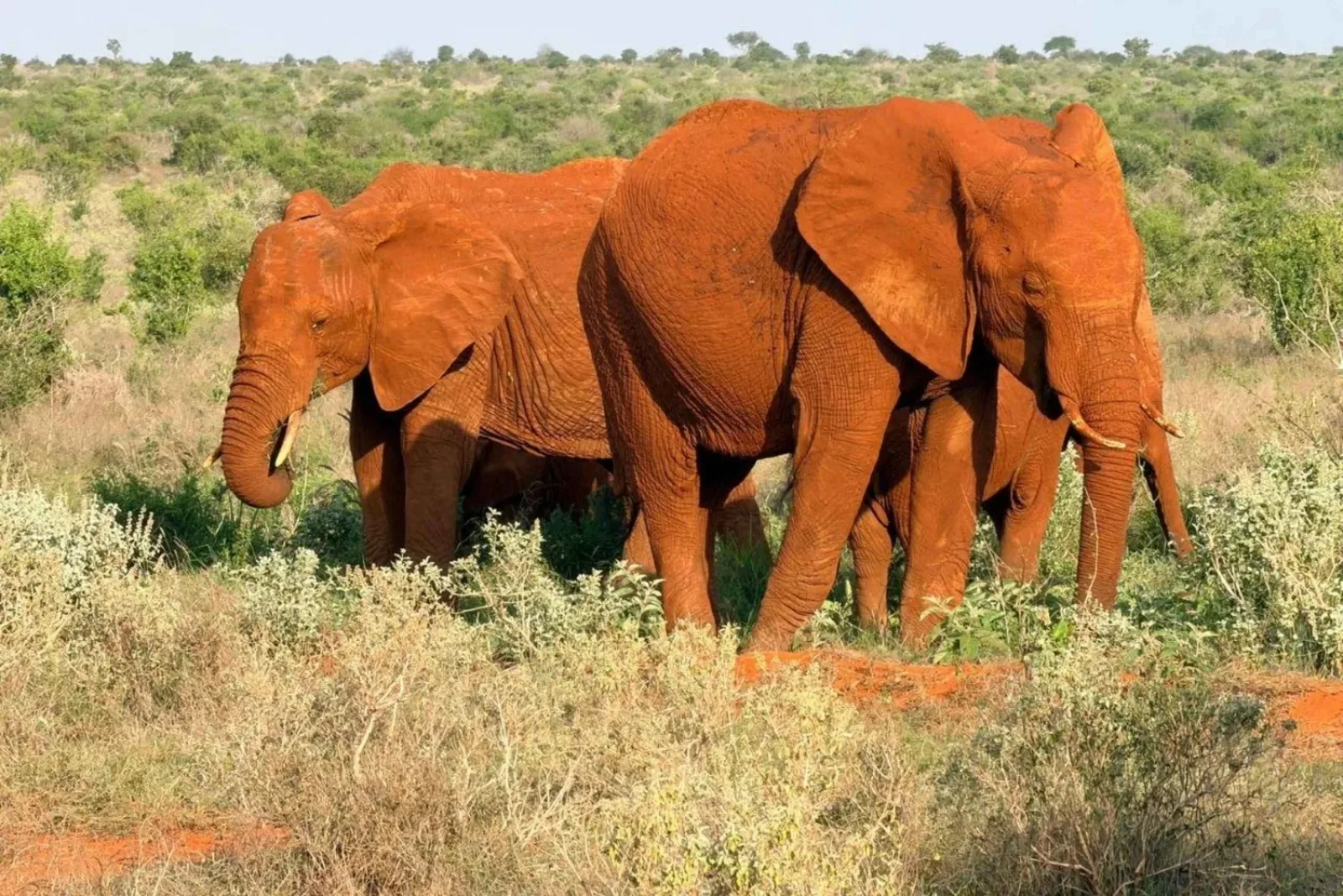 Lions in Kenya