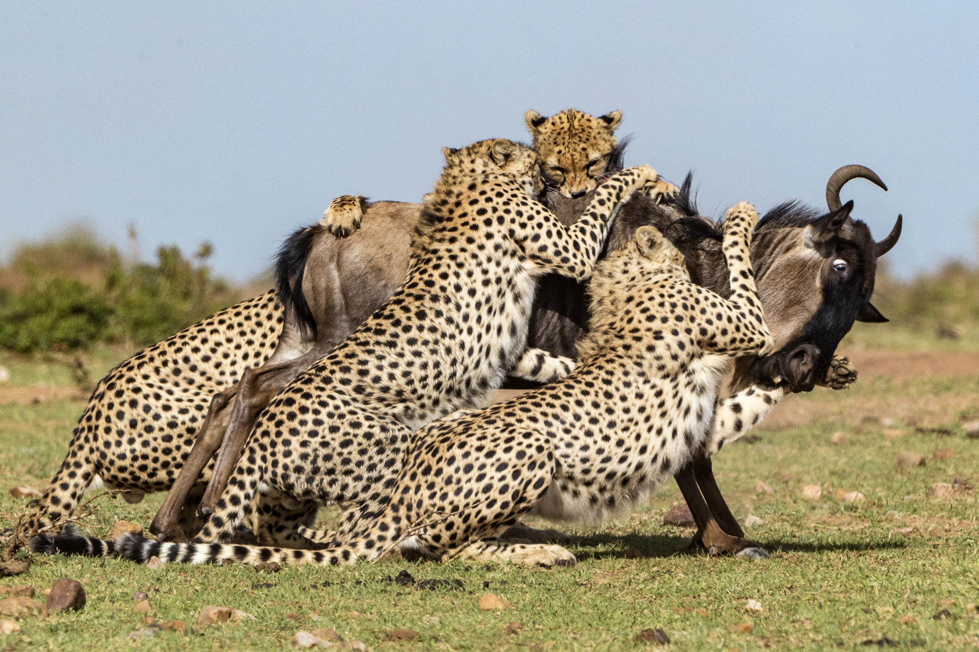 Lions in Masai Mara