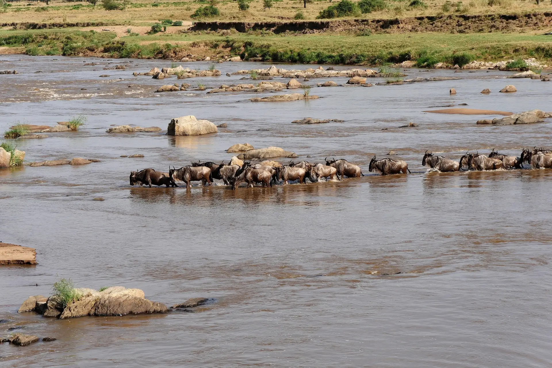 Lions in Masai Mara