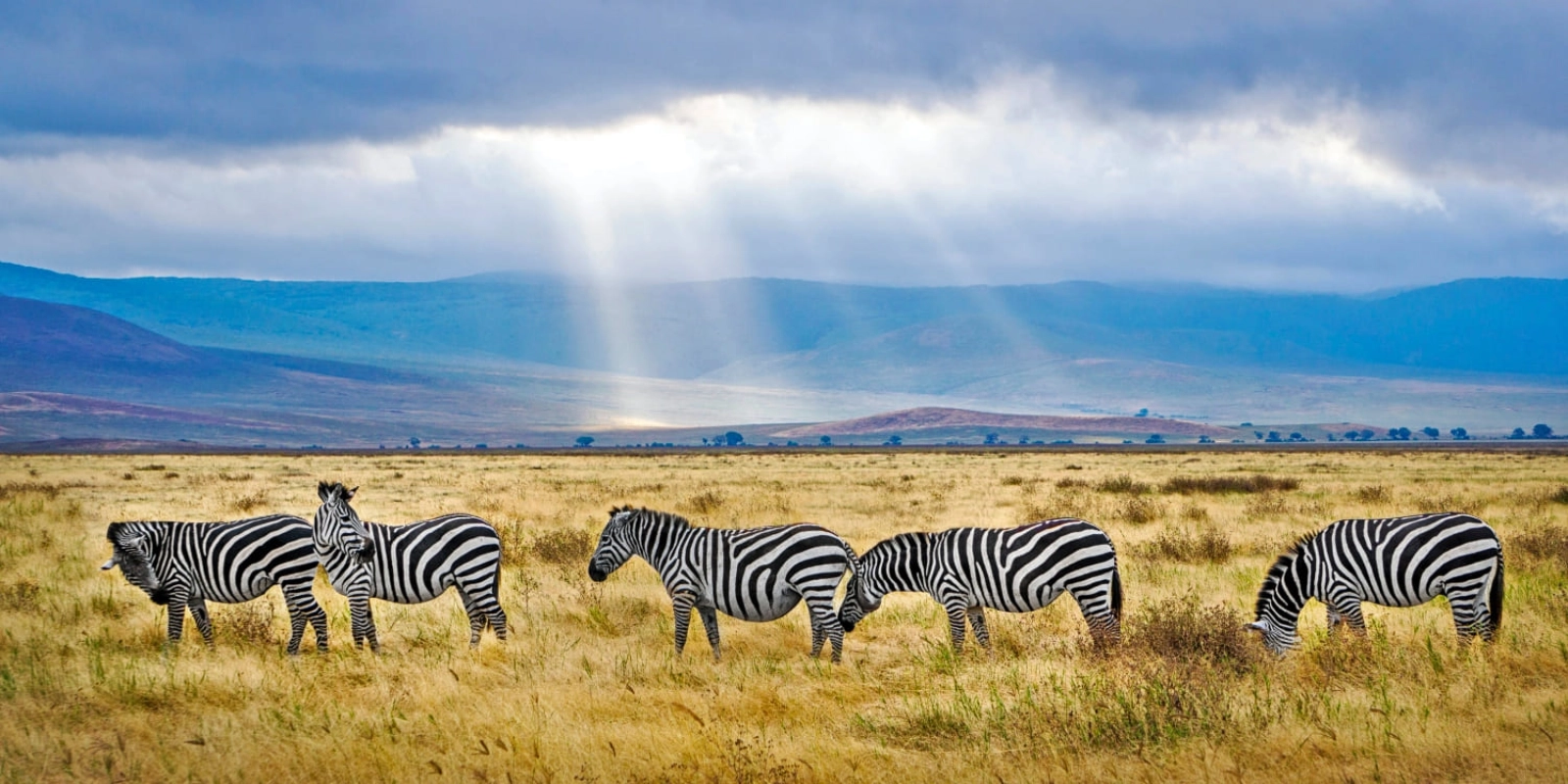 Lions in Masai Mara
