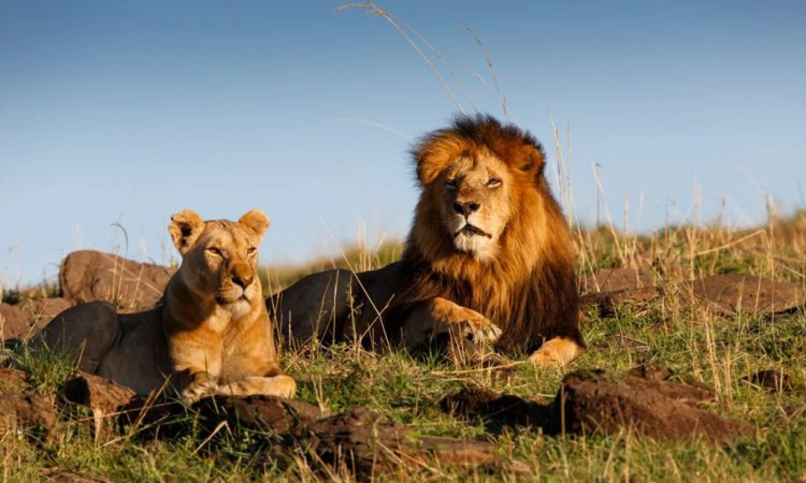 Lions in Masai Mara