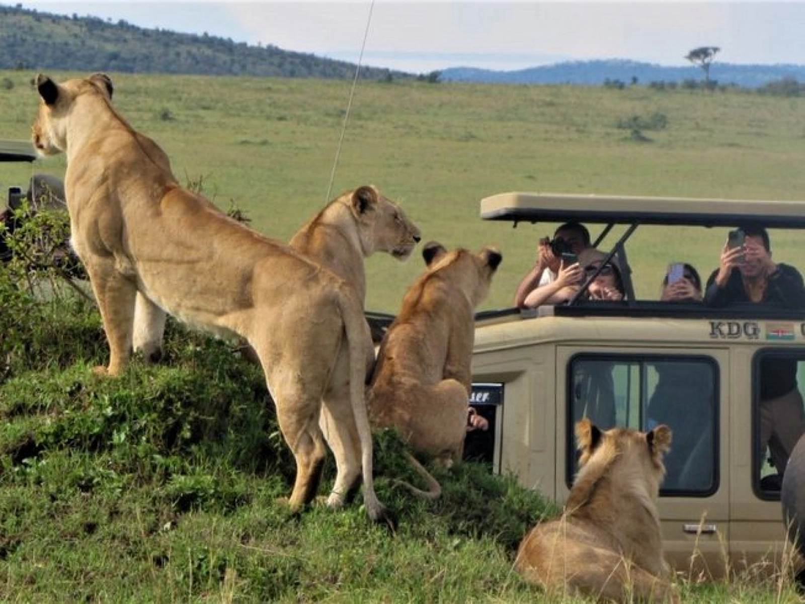 Lions in Masai Mara