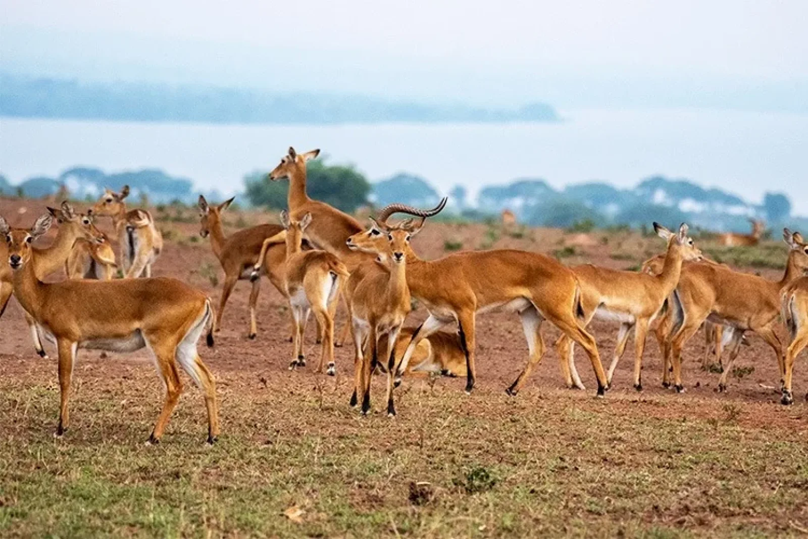Lions in Murchison Falls