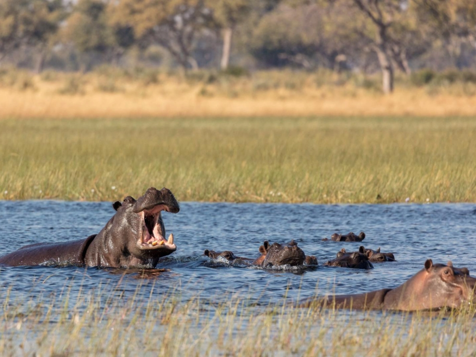 Lions in Murchison Falls