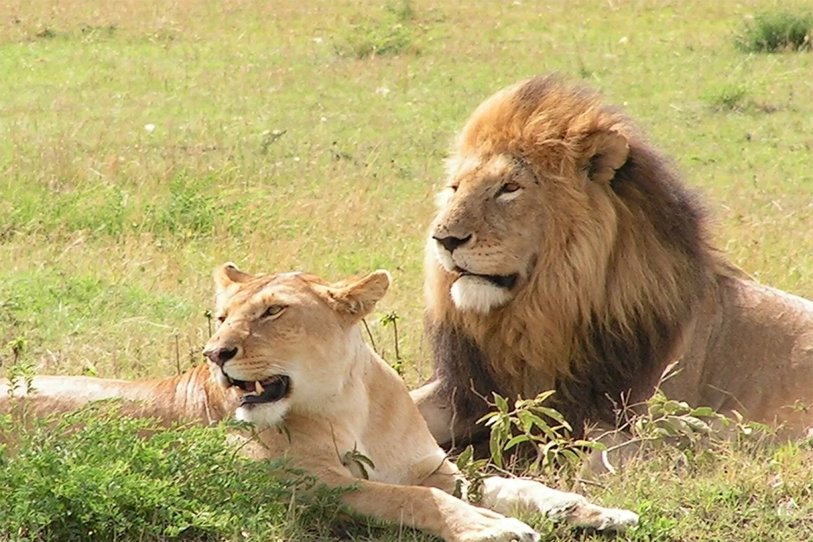 Lions in Murchison Falls