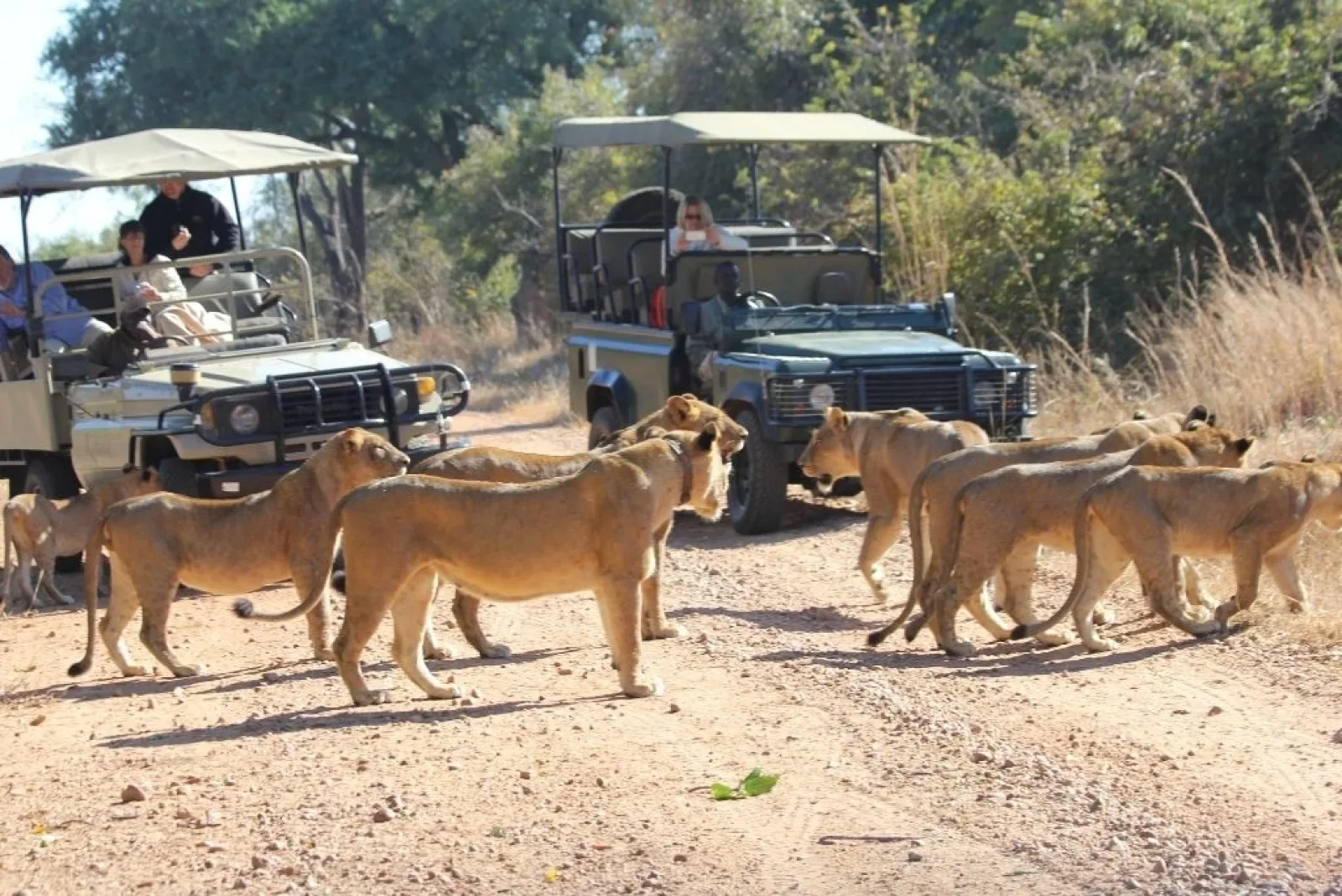 Lions in Serengeti