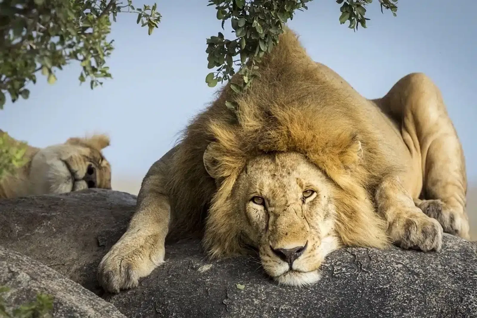 Lions in Serengeti