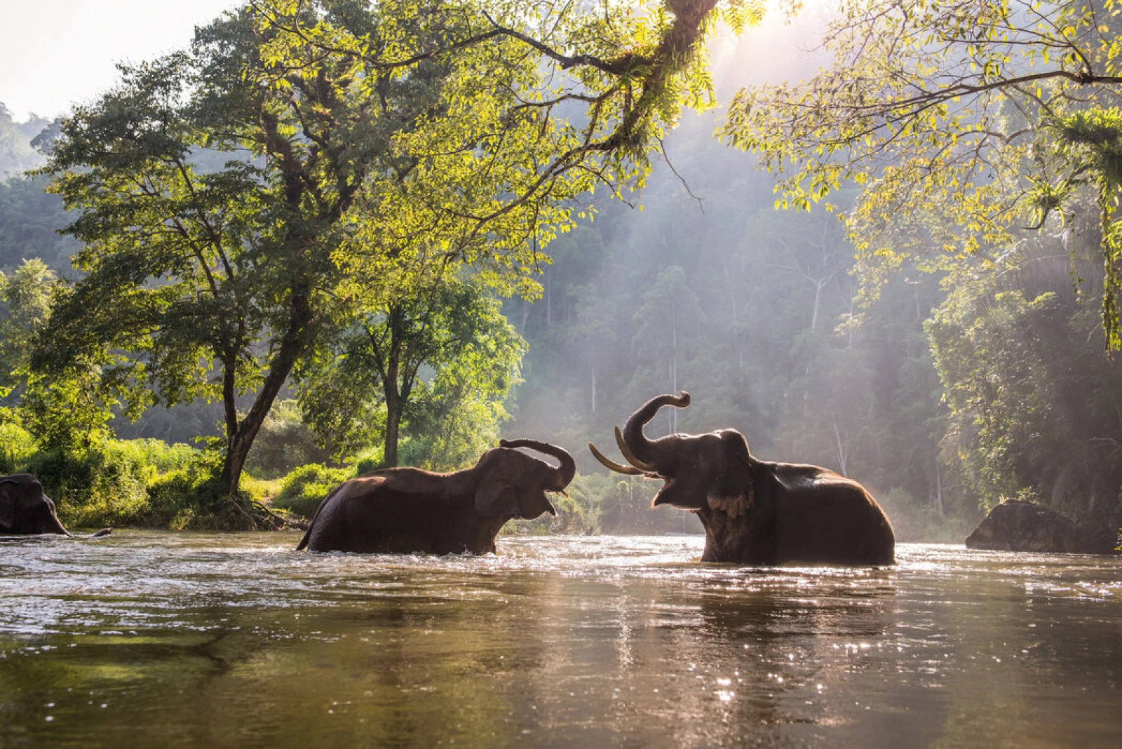 Lions in Uganda
