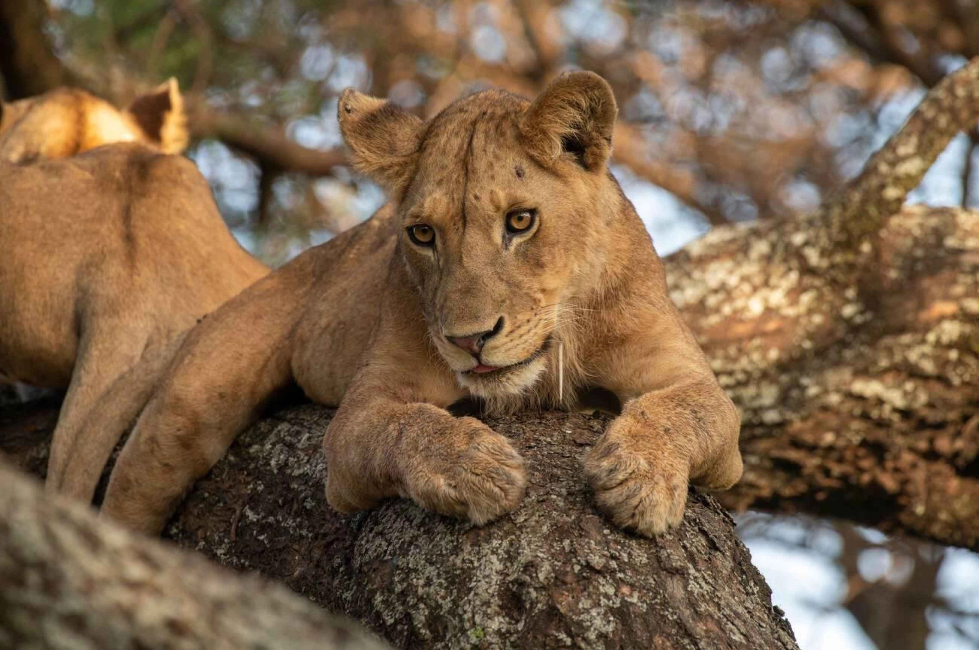 Lions in Uganda