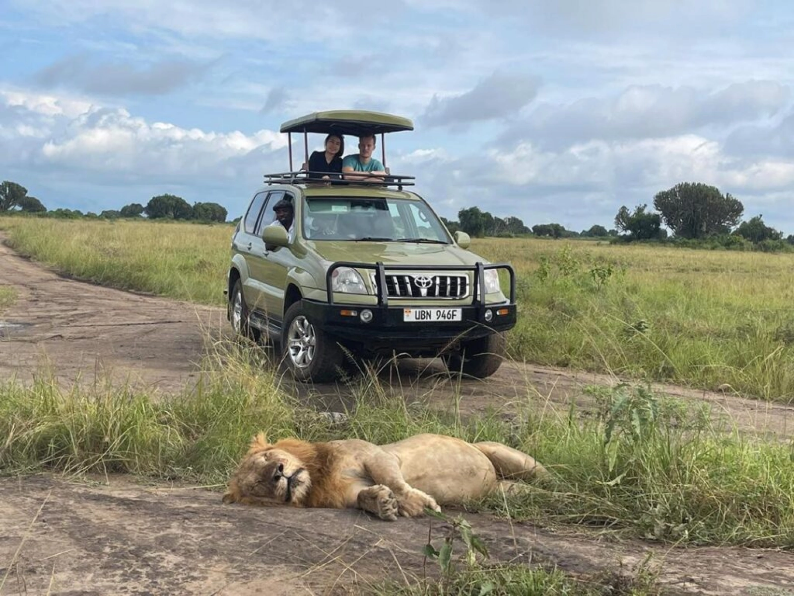 Lions in Uganda