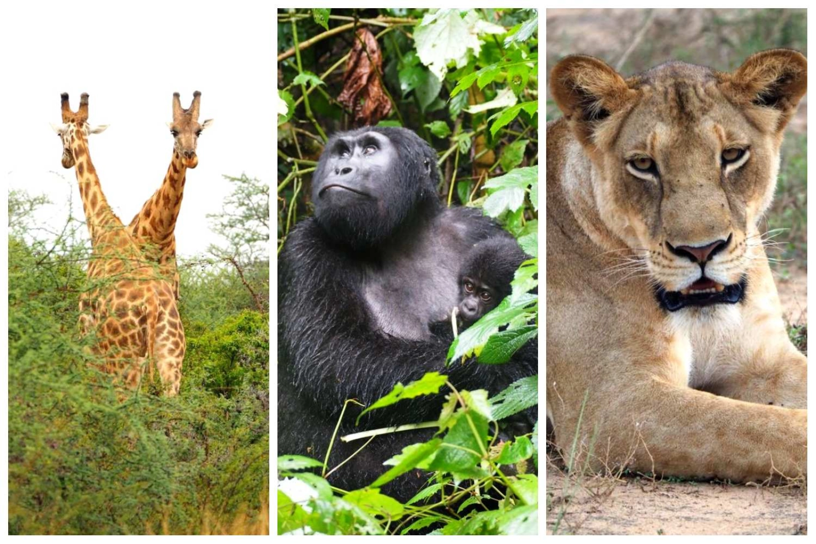 Lions in Uganda