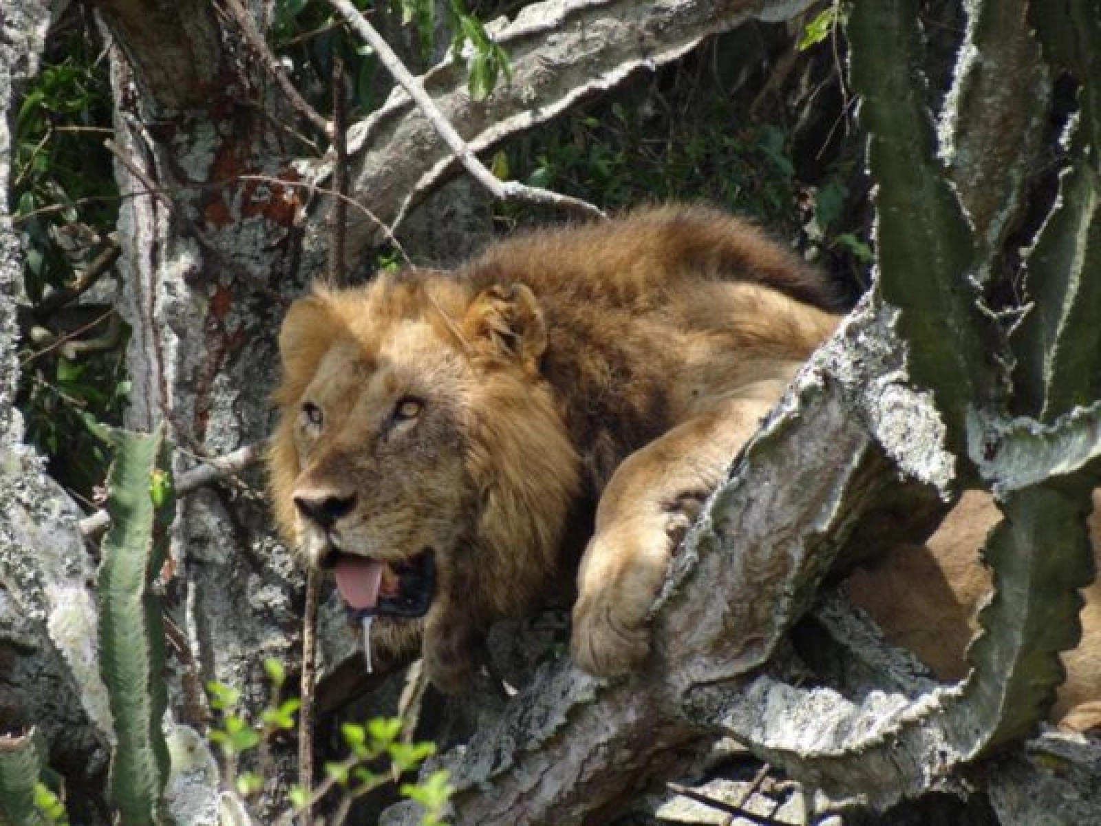 Lions in Uganda
