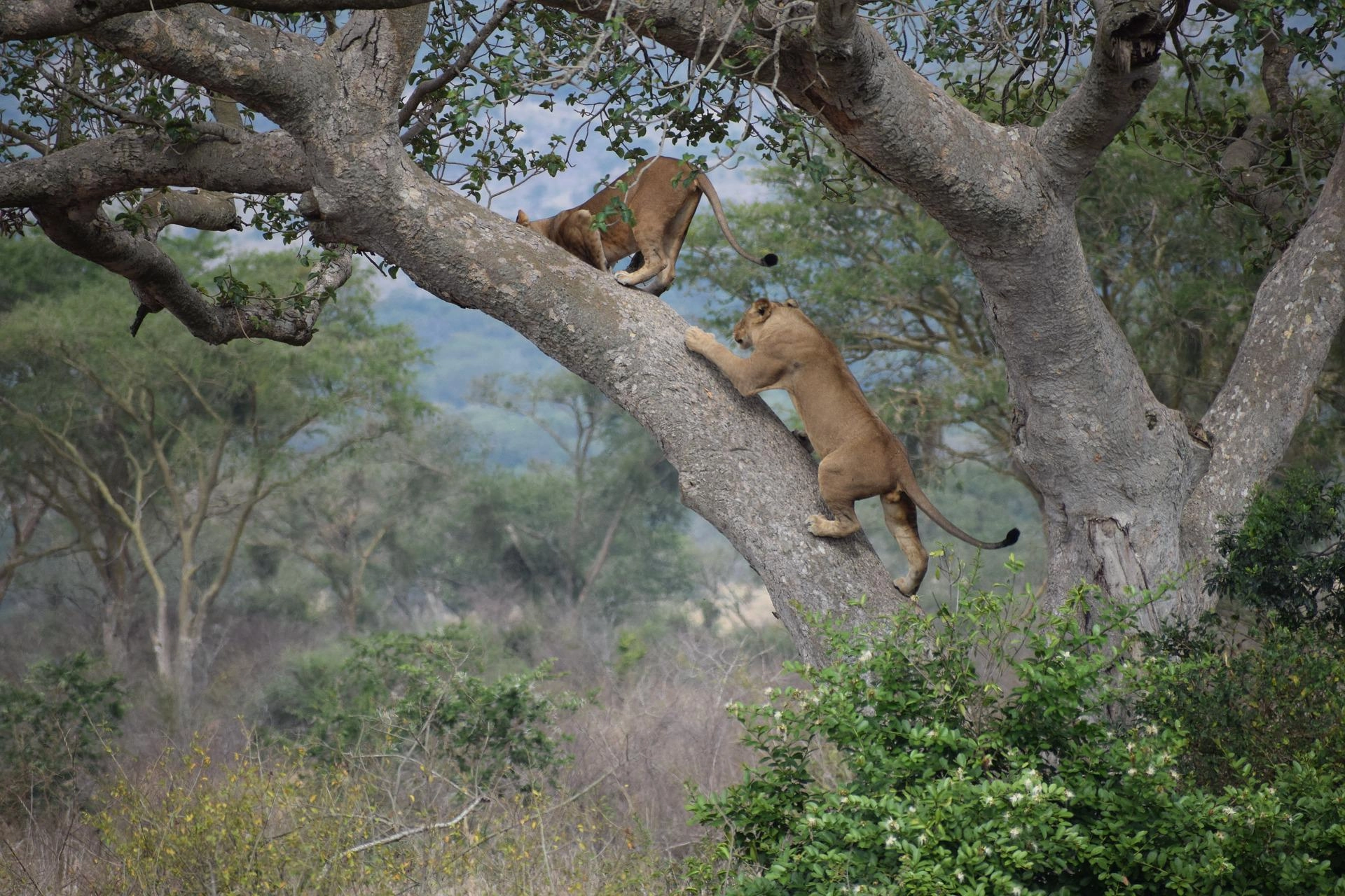 Lions in Uganda