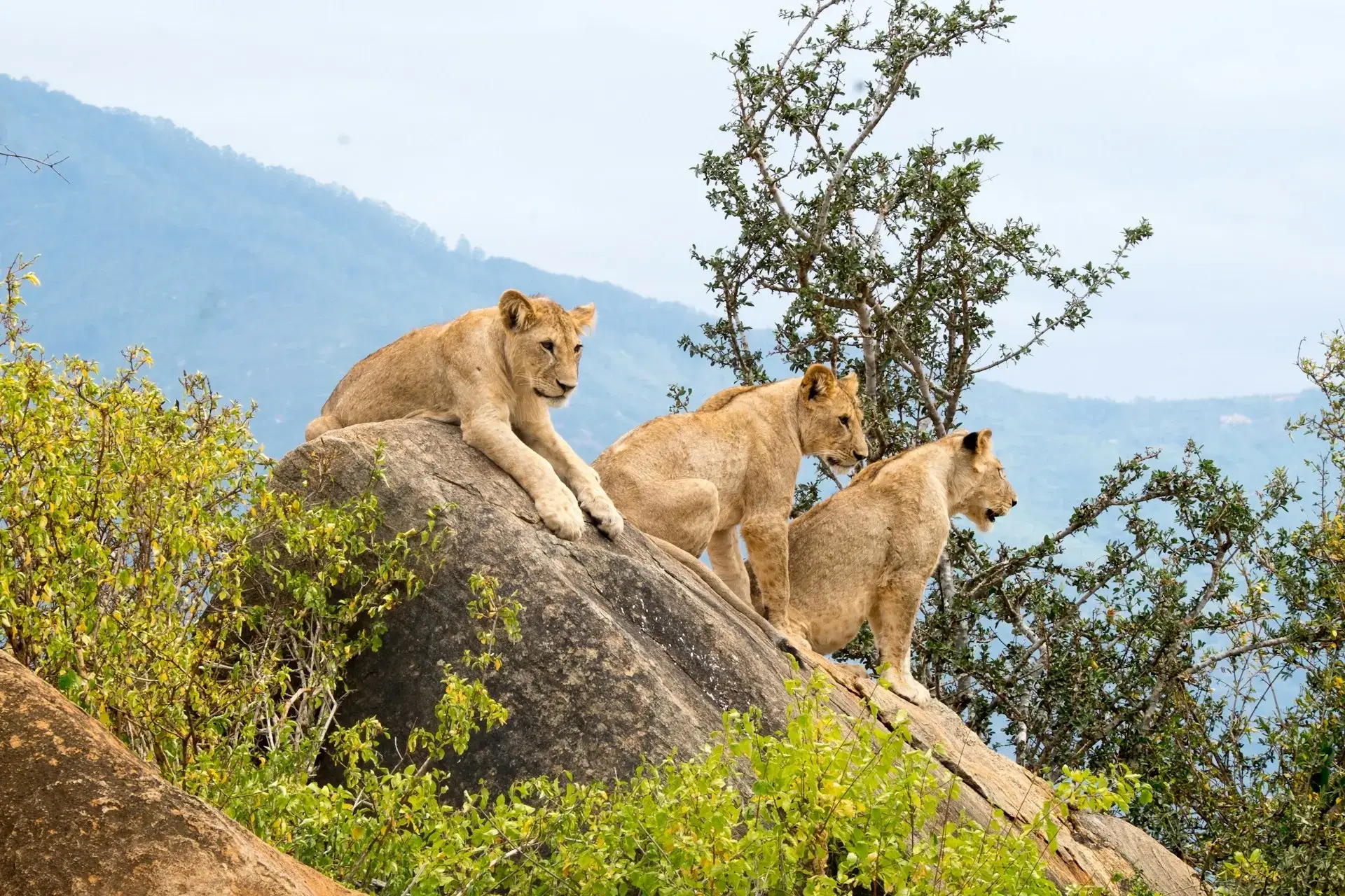 Lions in Uganda
