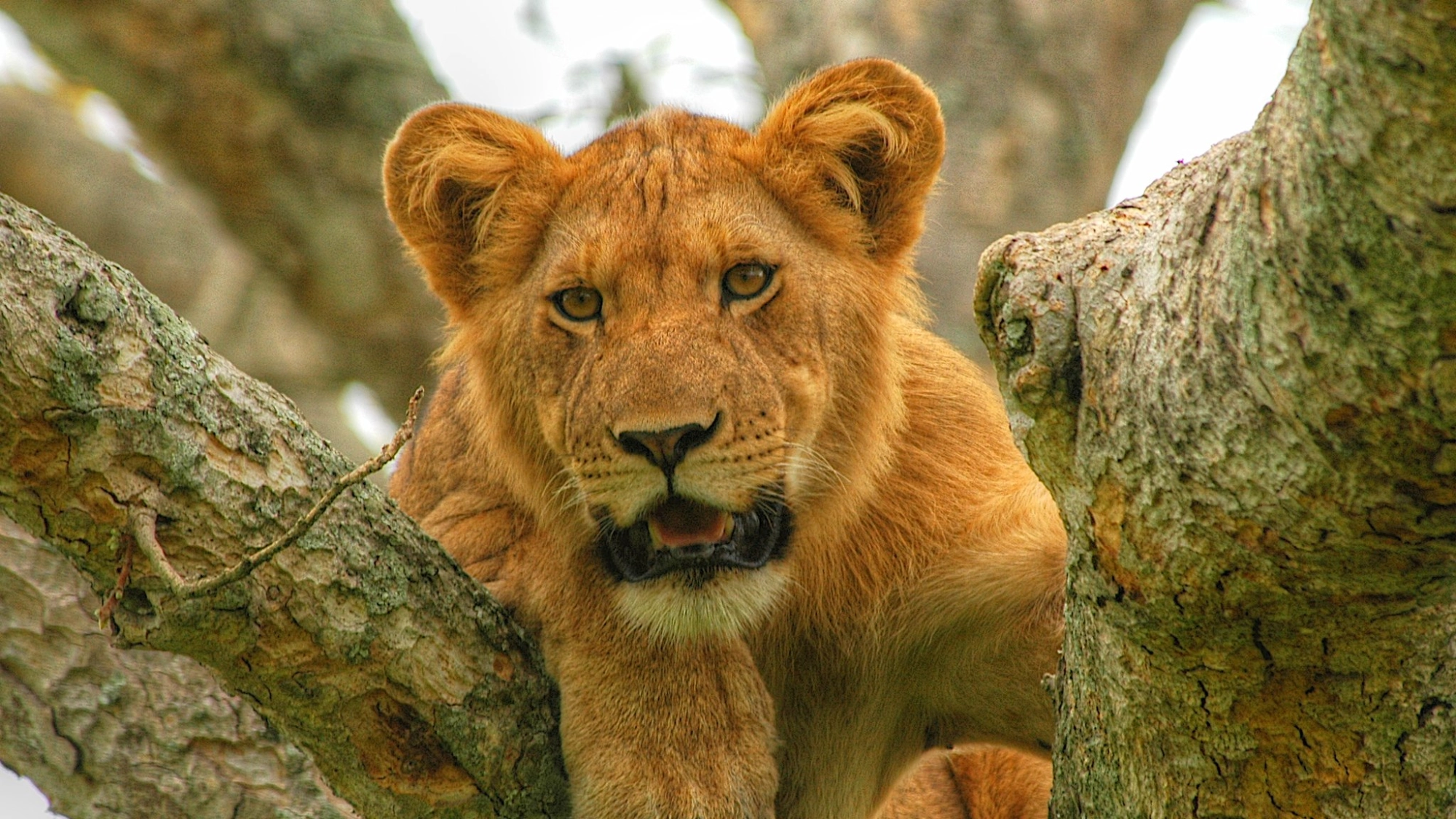 Lions in Uganda
