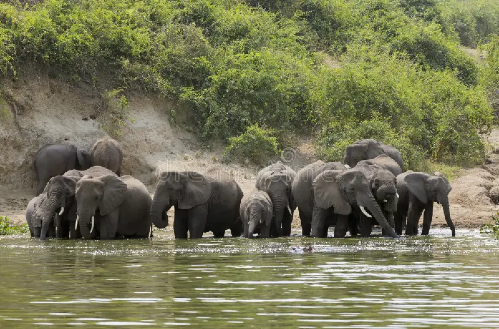 Lions in Uganda