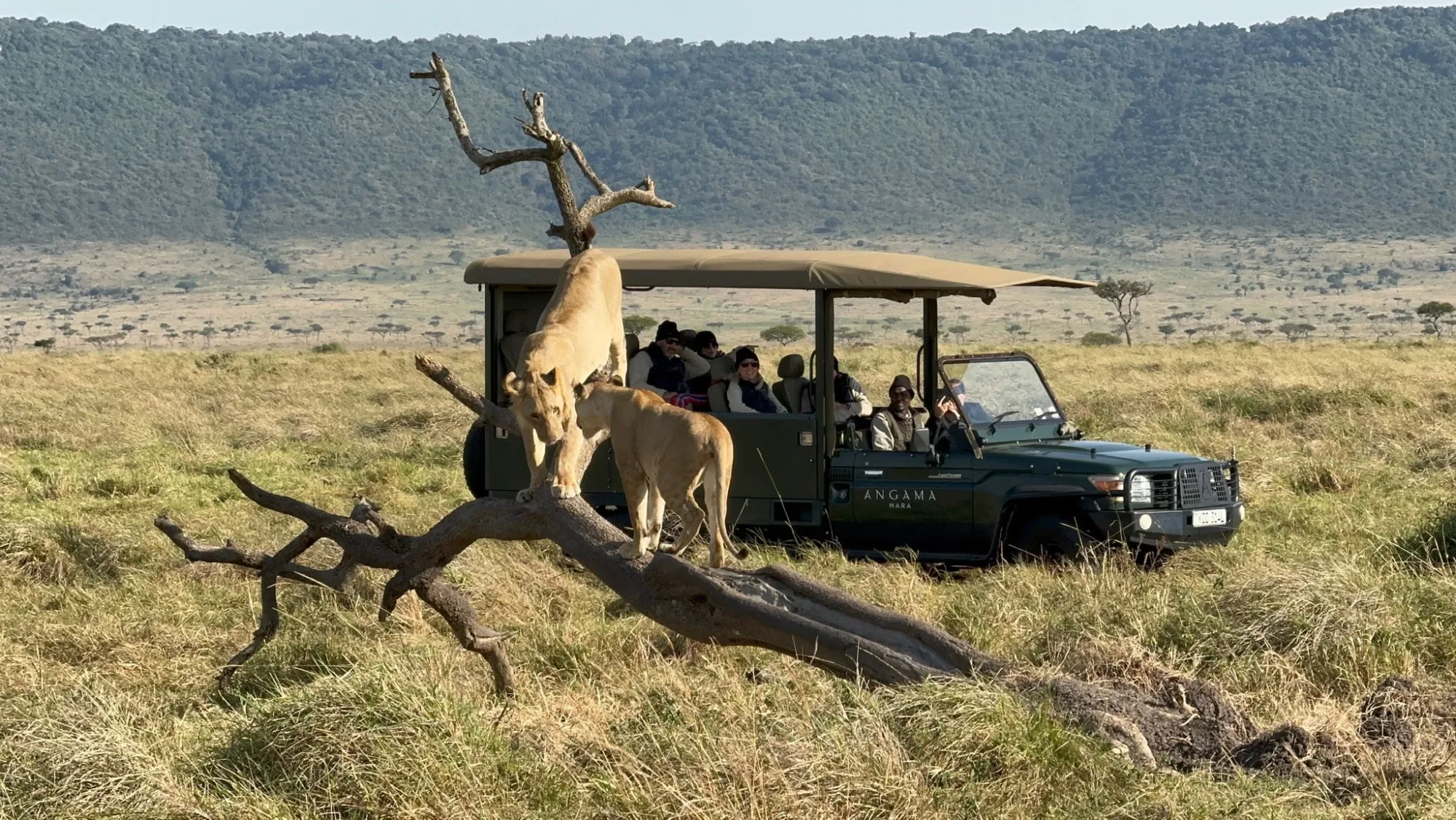Lions on an African safari