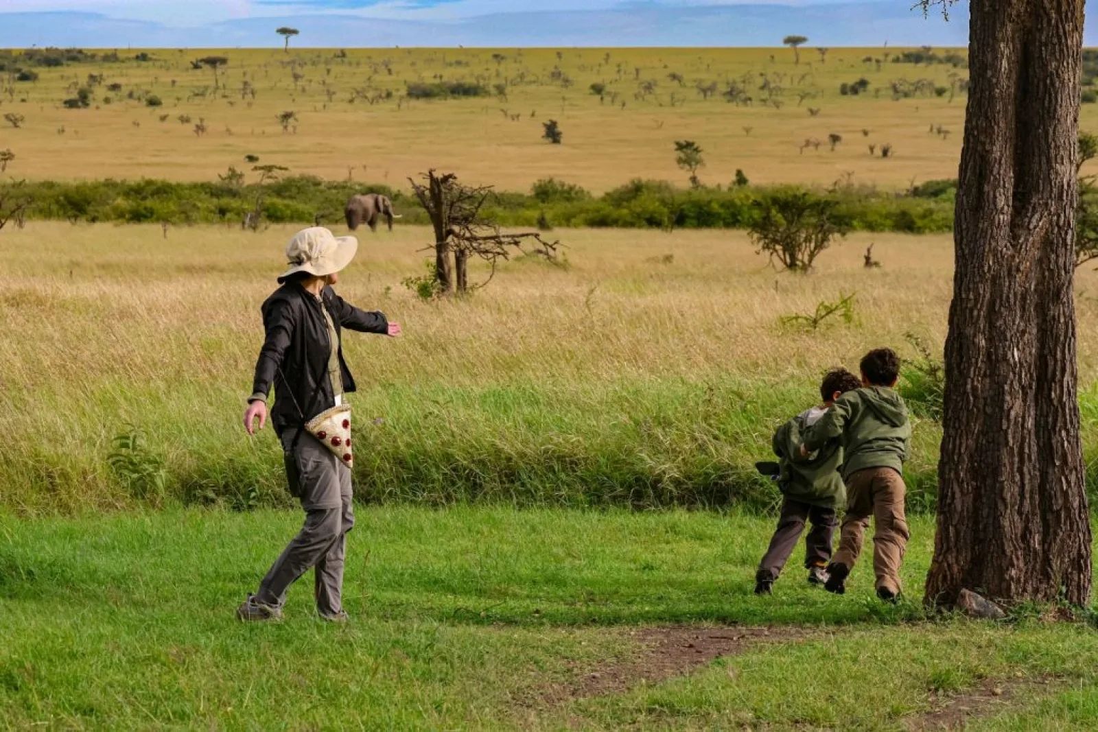 Lions on an African safari