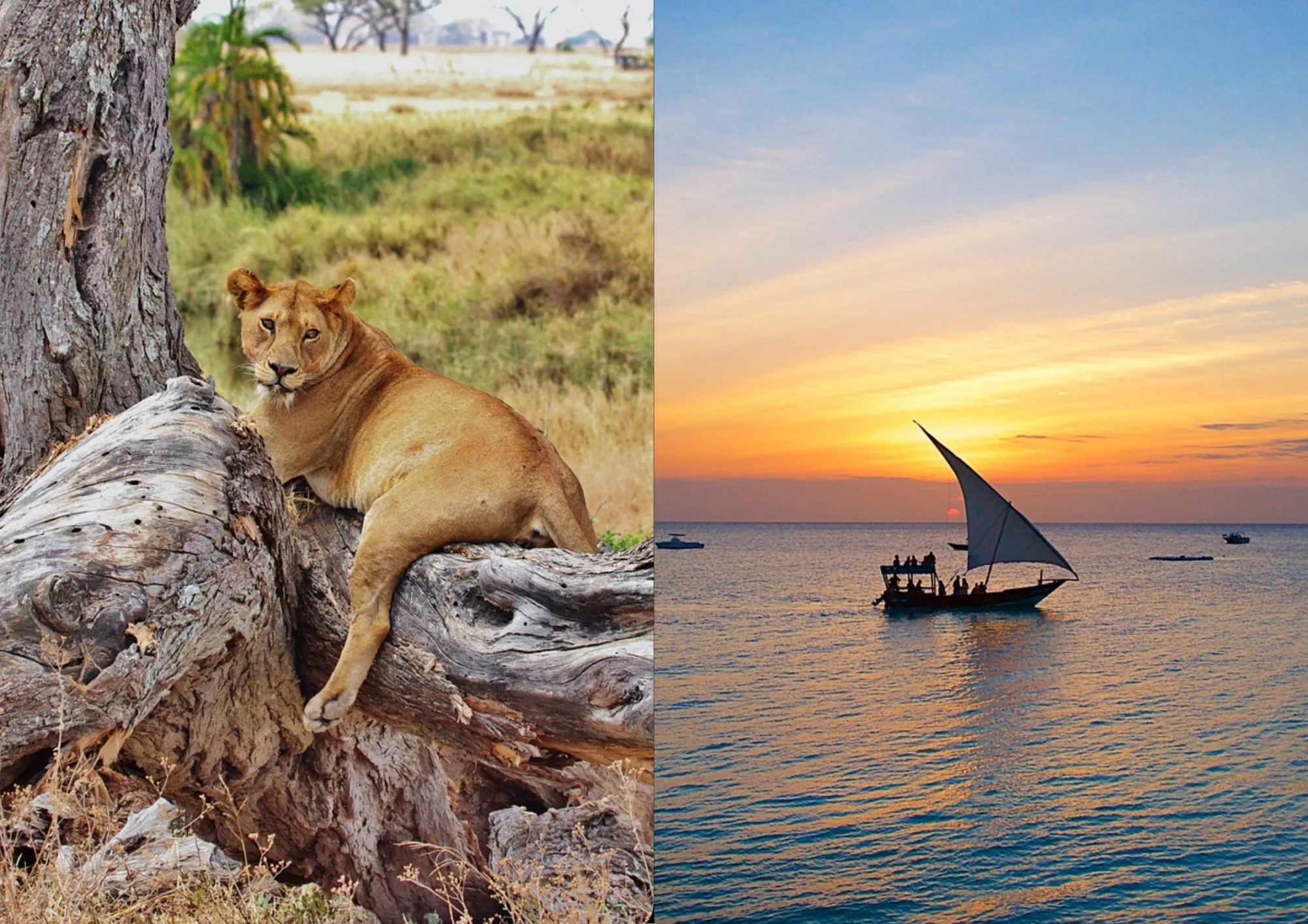 Lions on an African safari