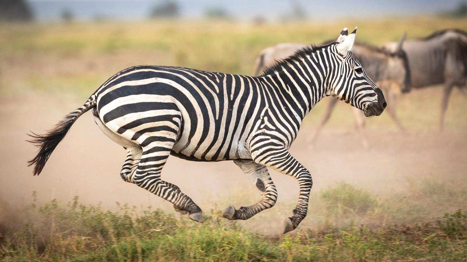 Lions on an African safari