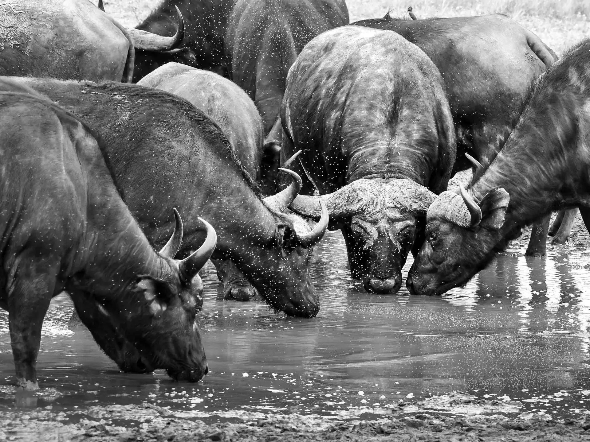 Lions on an African safari