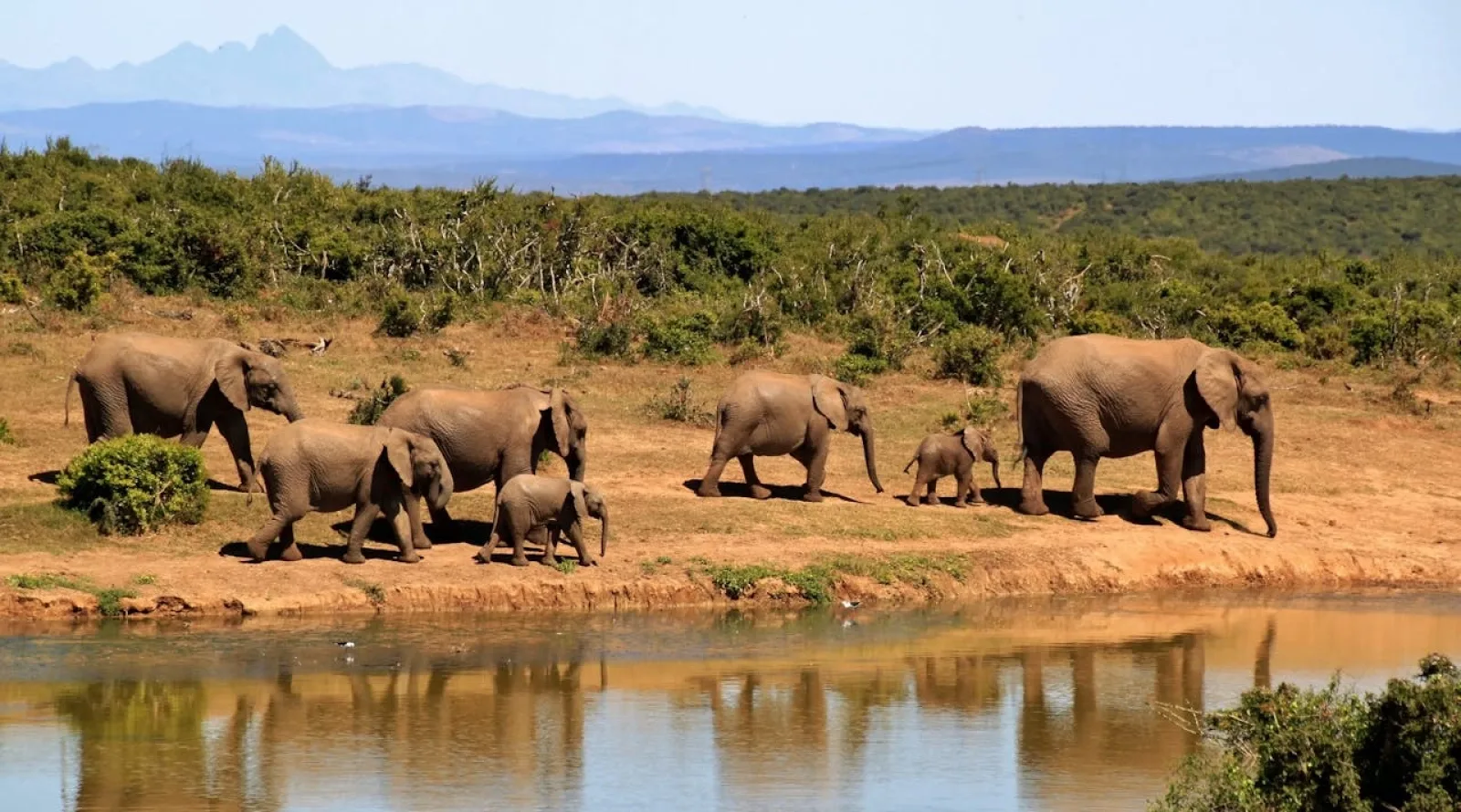 Lions on an African safari
