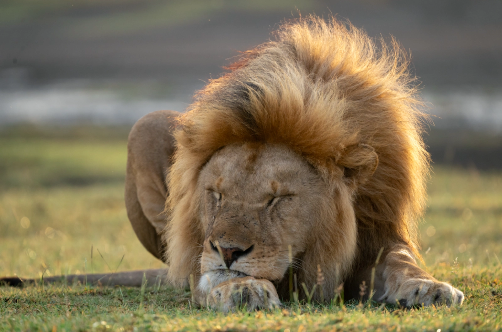 Lions on an African safari