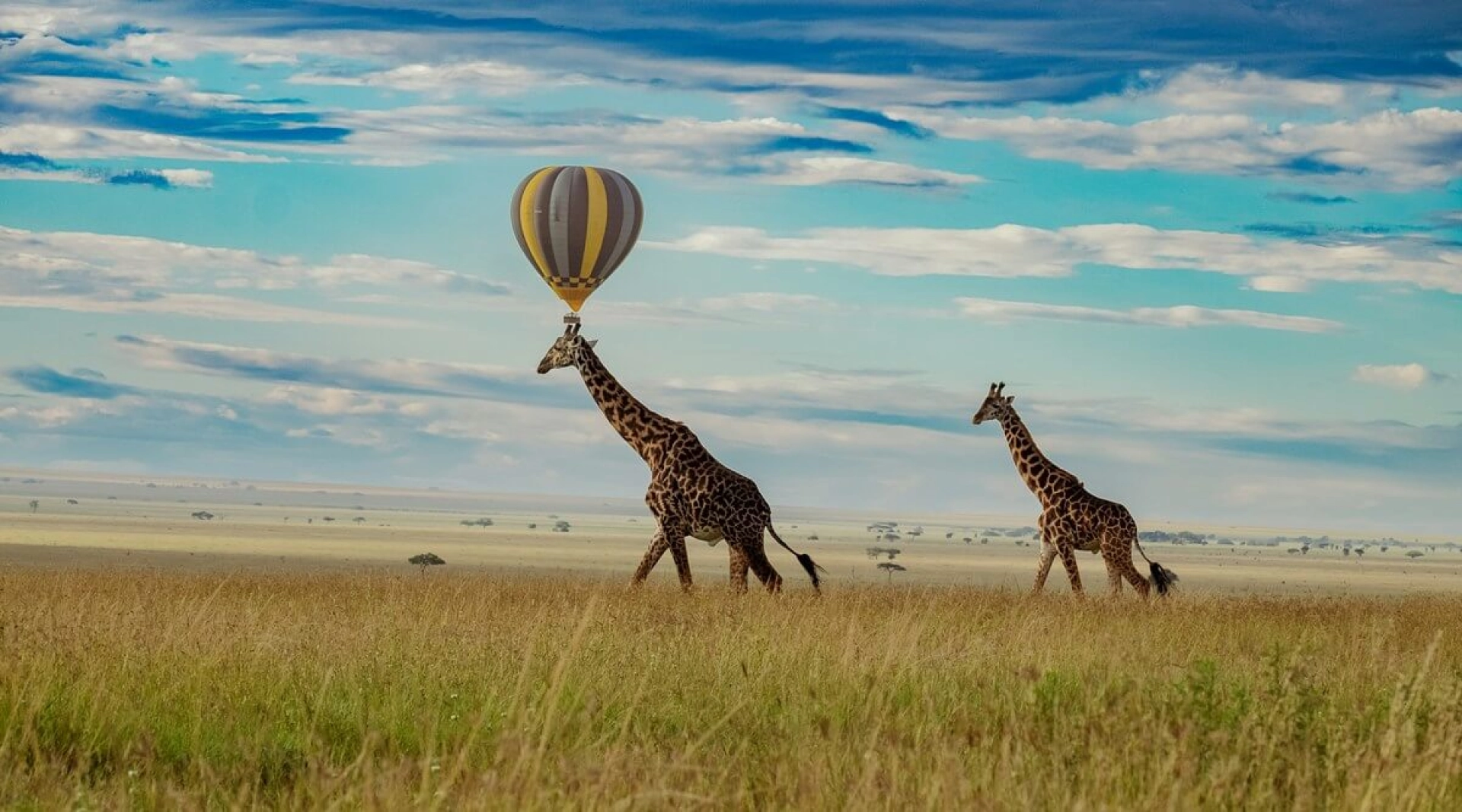 Masai Mara ou Serengeti ?