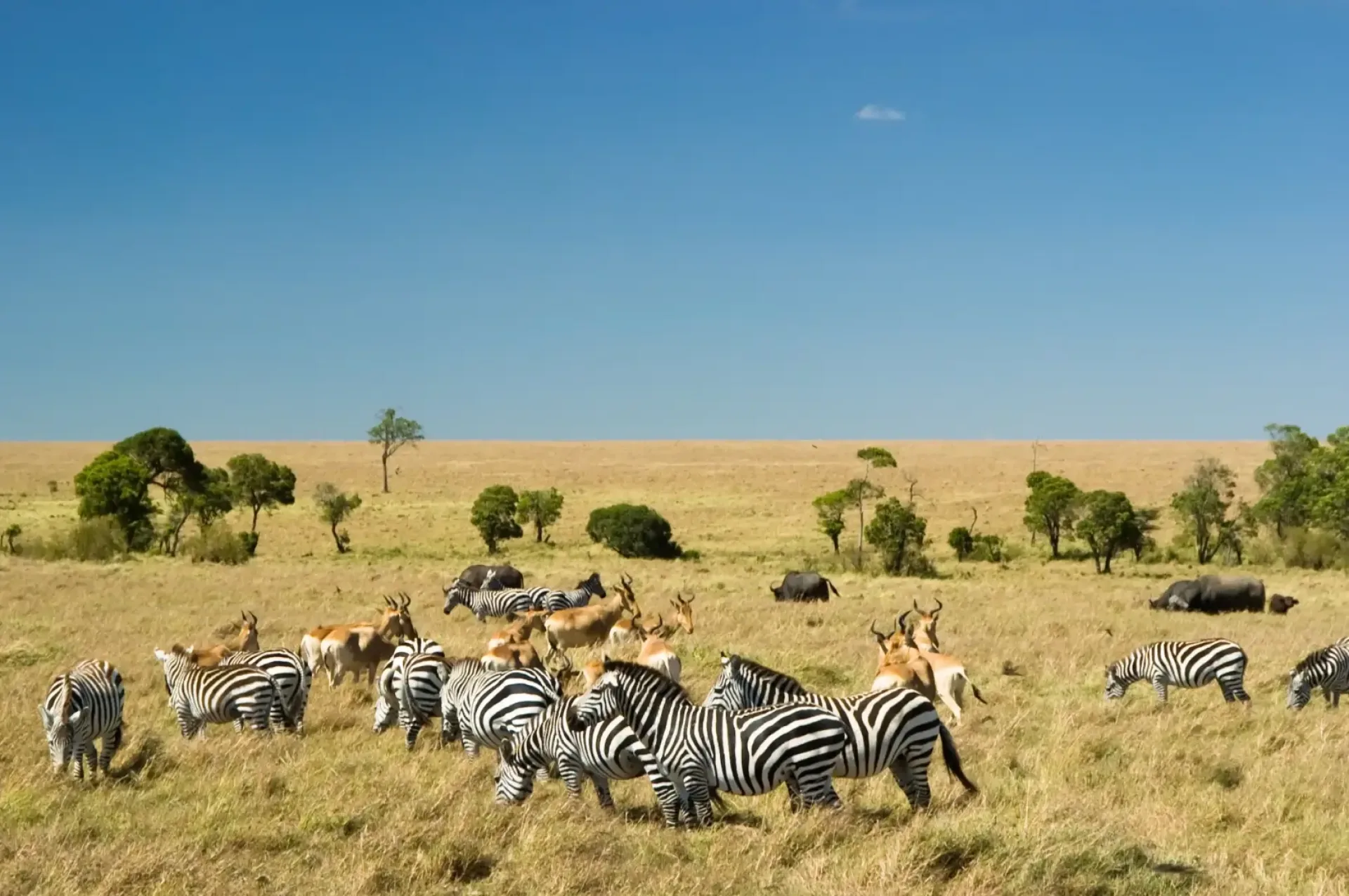 Masai Mara : safari, prix et meilleure période