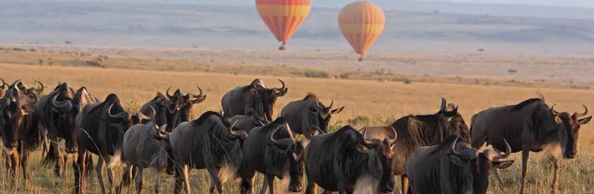 Meilleure période Masai Mara