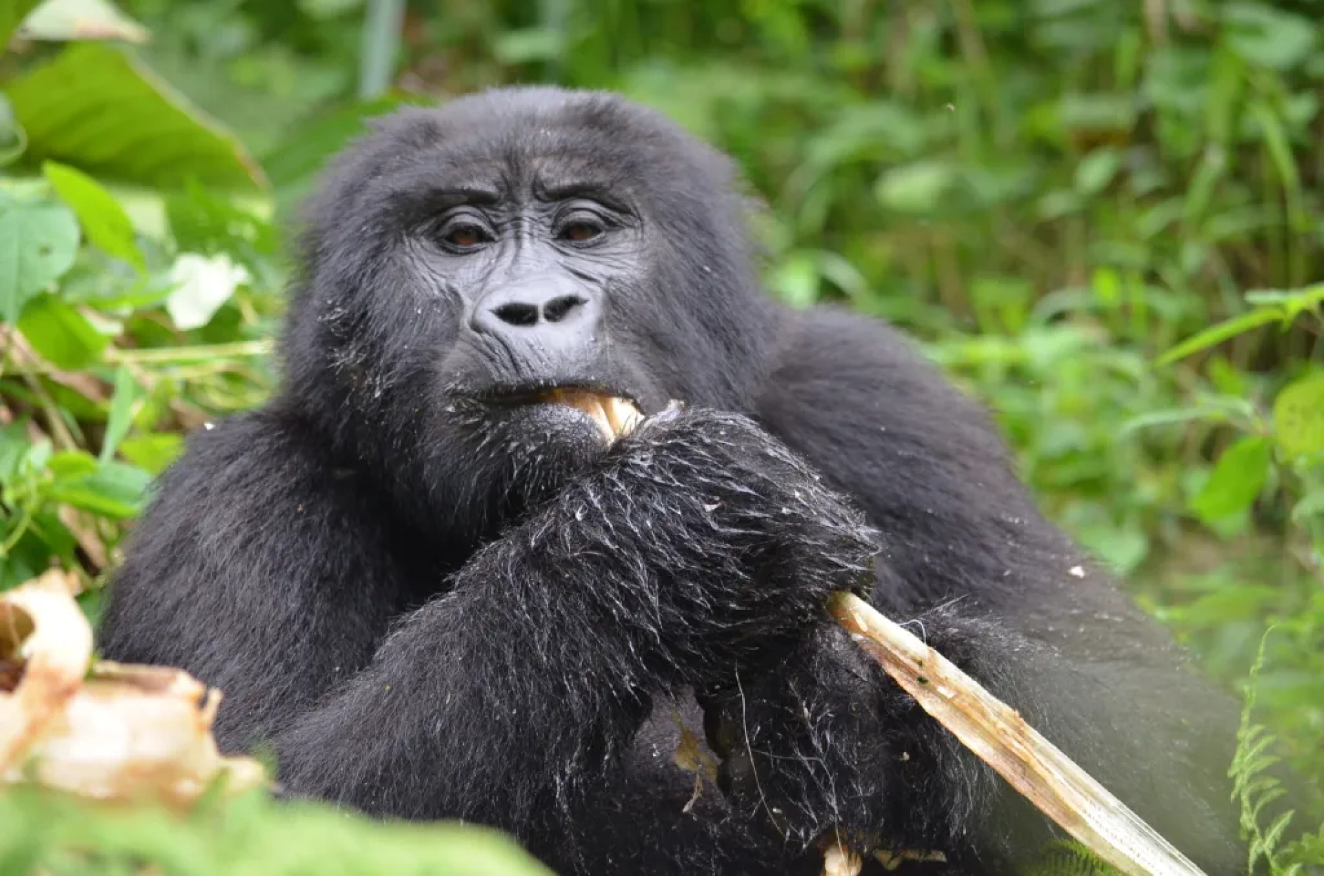 Meilleure période pour voir les gorilles en Ouganda