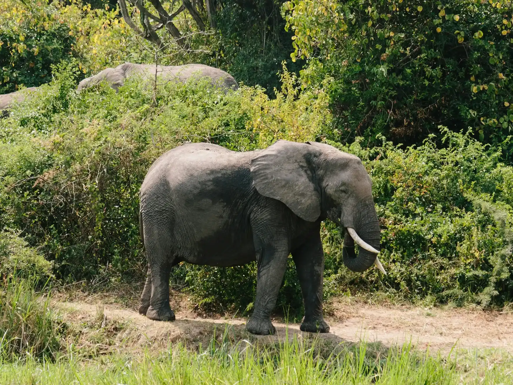 Meilleure période safari Ouganda
