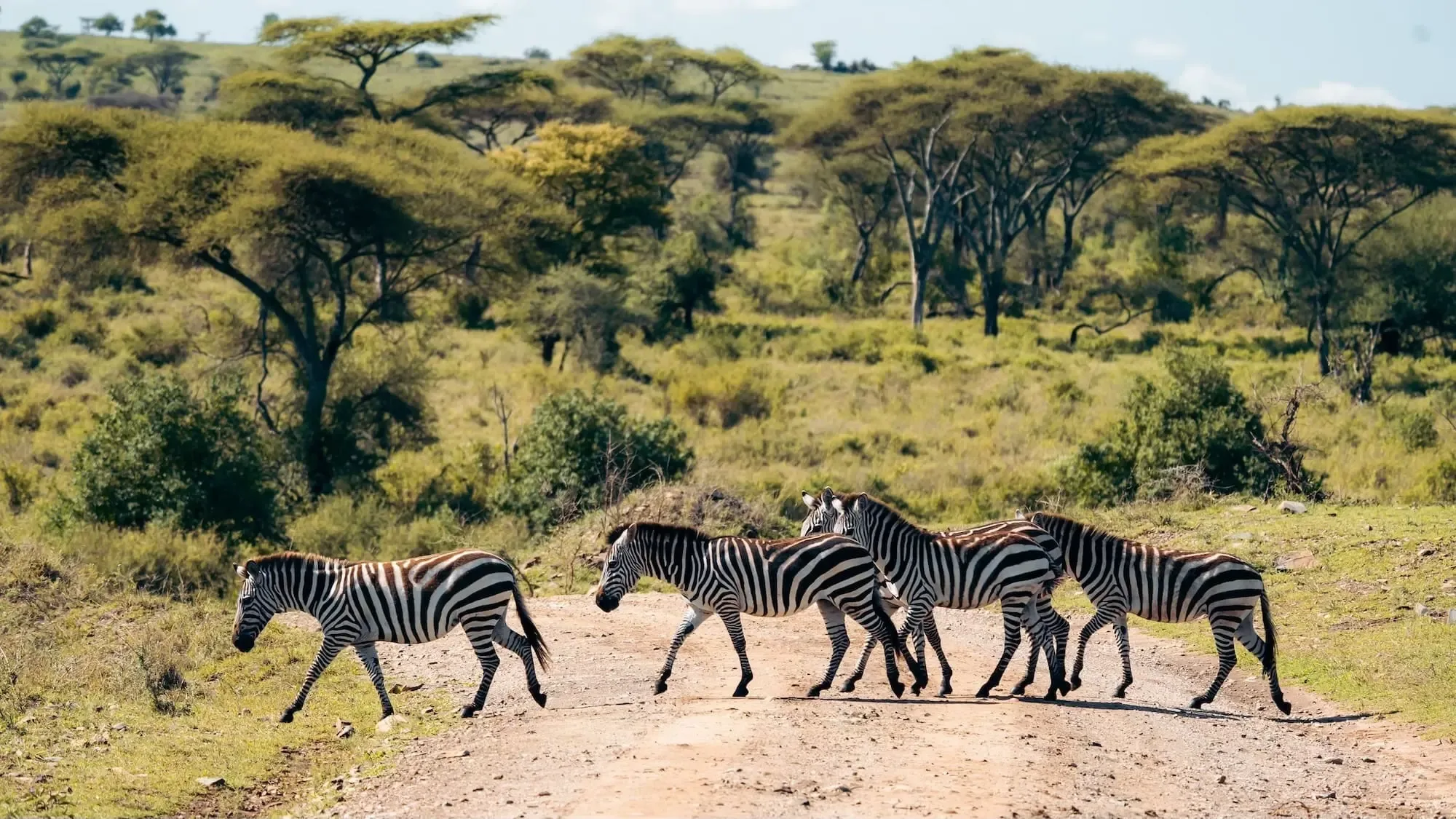 Meilleure période safari Tanzanie