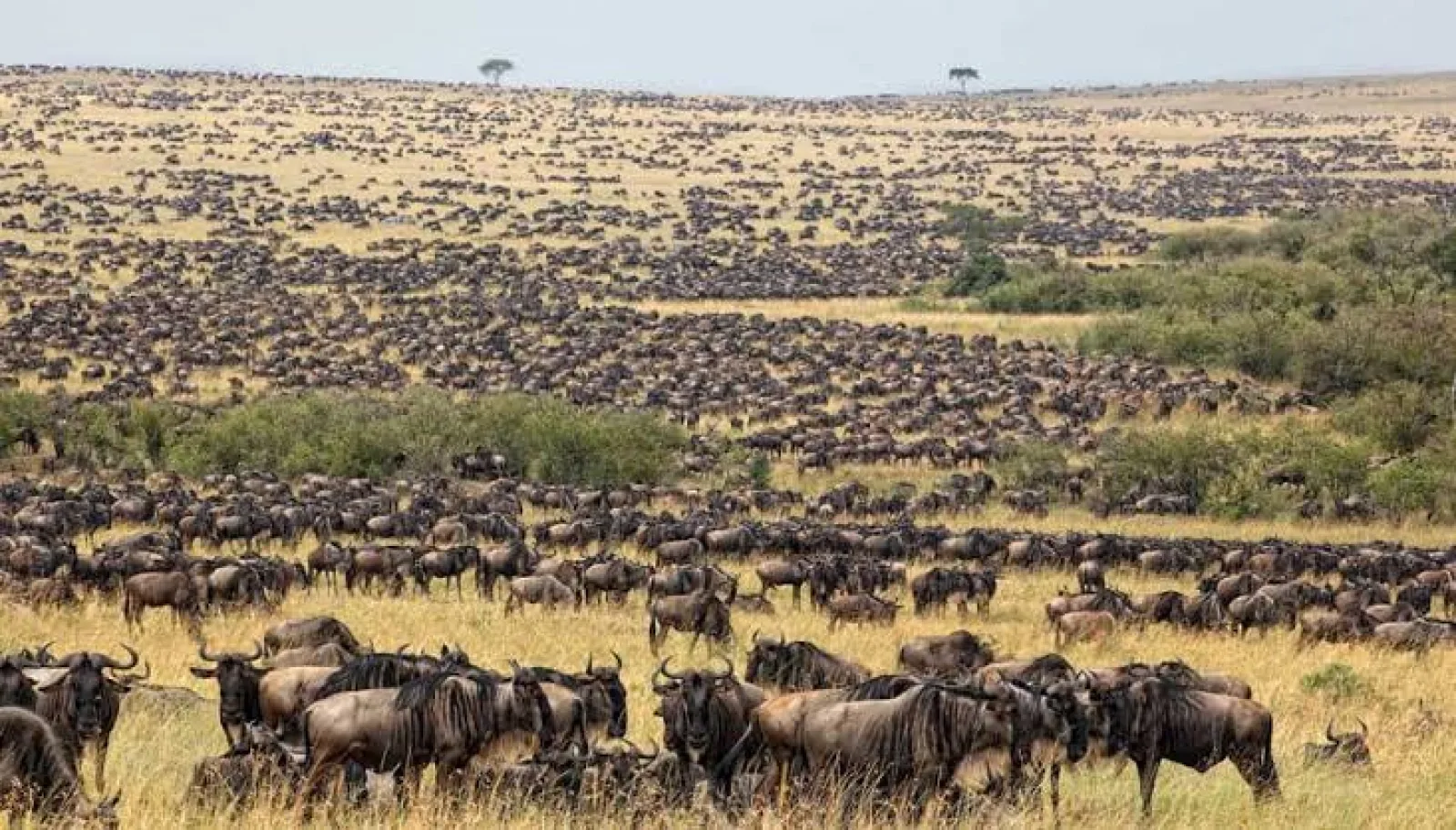 Migration des gnous en décembre