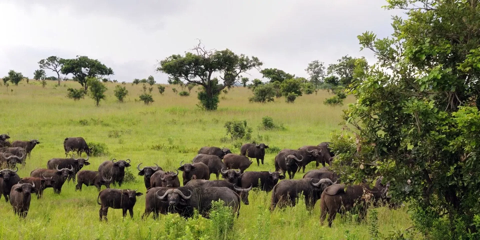 Mikumi : safari, prix et meilleure période