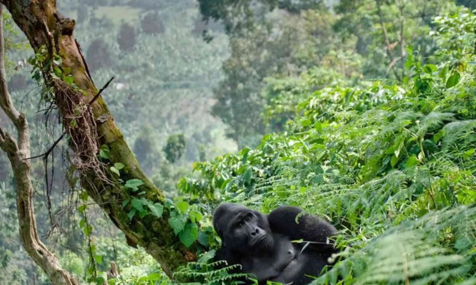 Mountain gorillas in Bwindi Impenetrable National Park