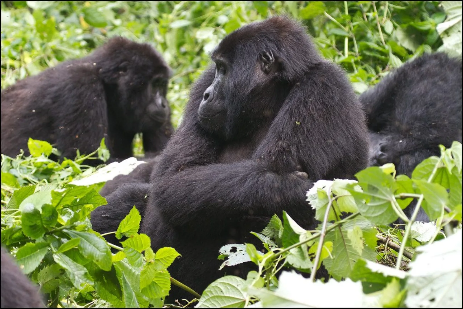 Mountain gorillas in Bwindi Impenetrable National Park