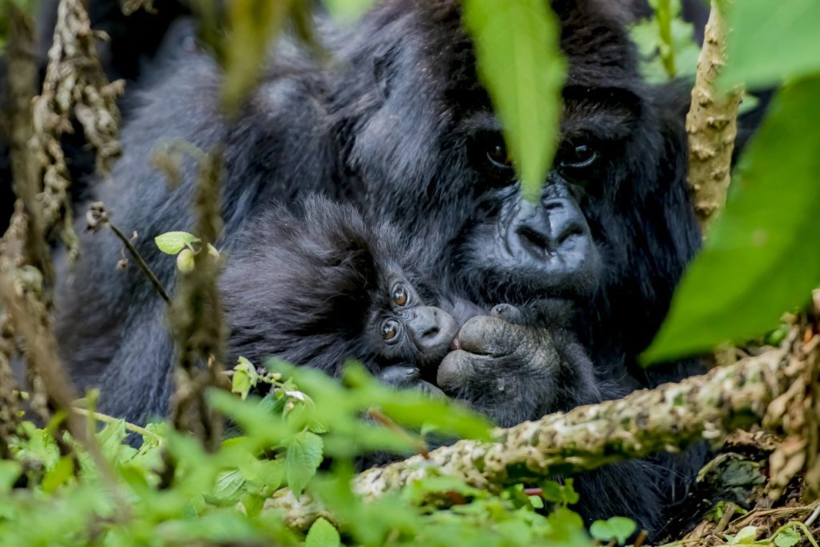 Mountain gorillas in Bwindi Impenetrable National Park
