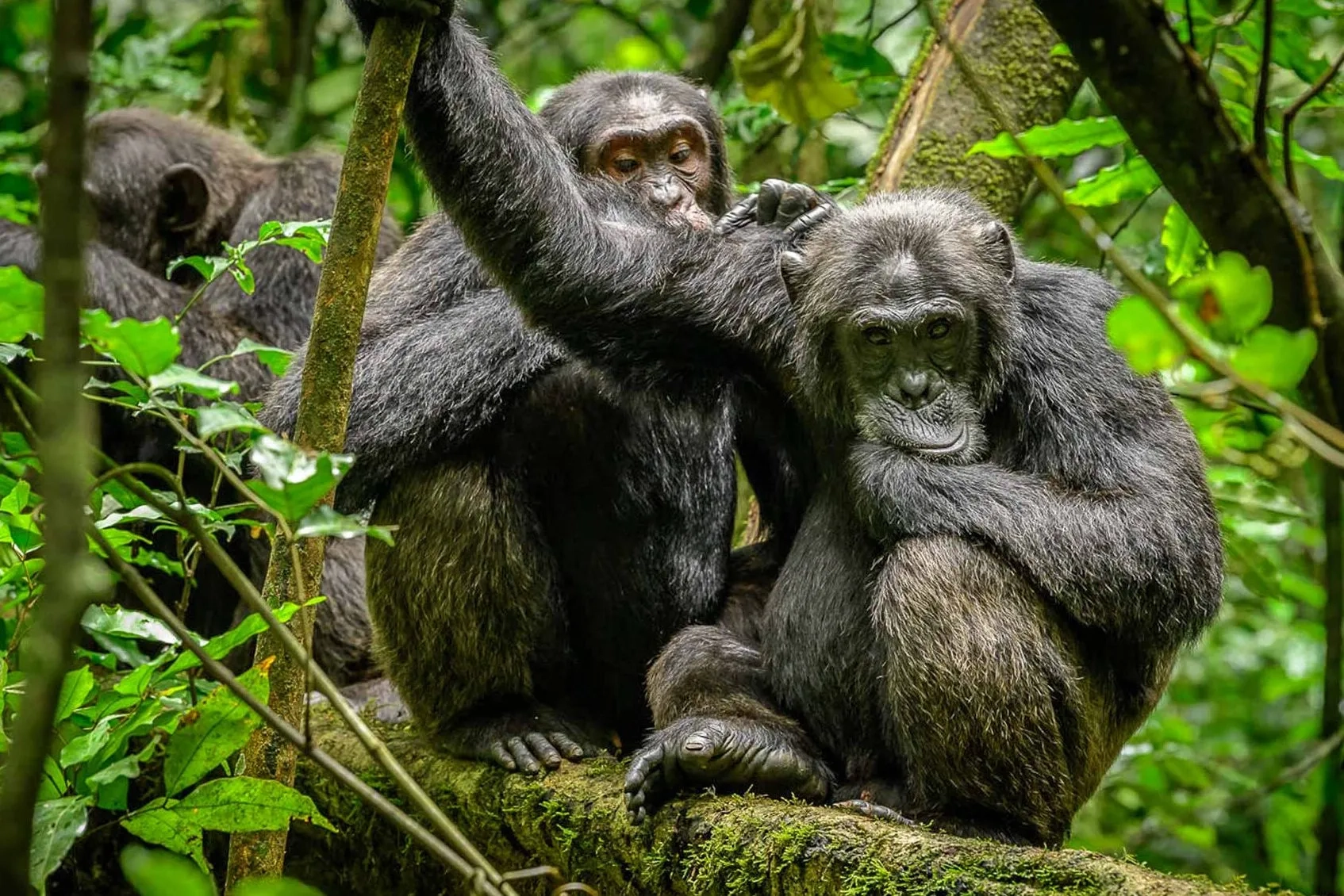 Mountain gorillas in Kibale