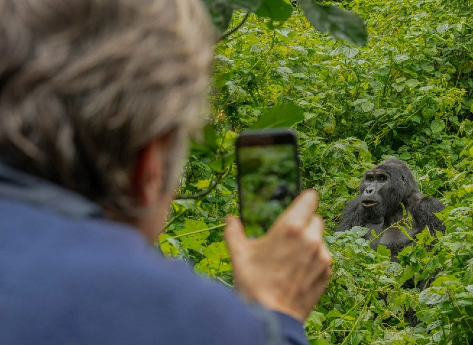 Mountain gorillas in Uganda
