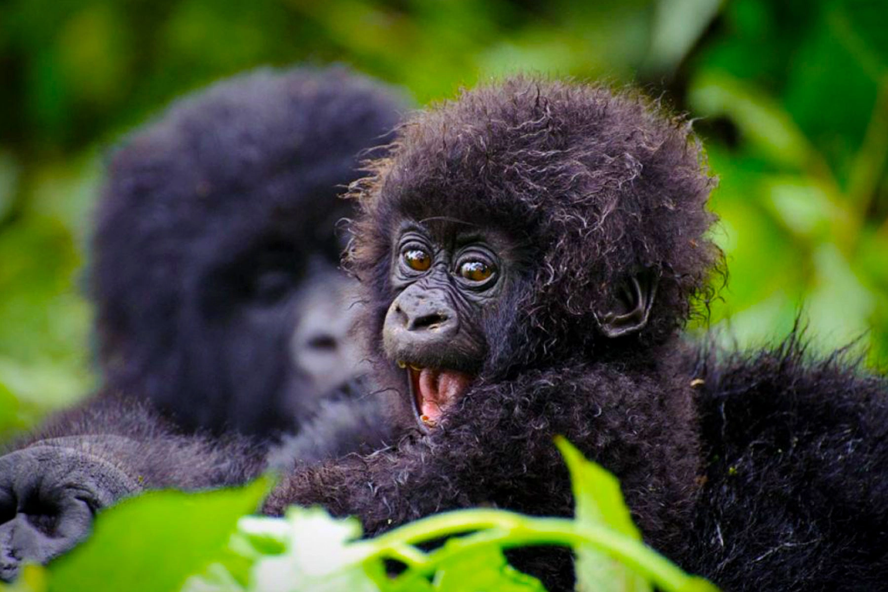 Mountain gorillas in Uganda