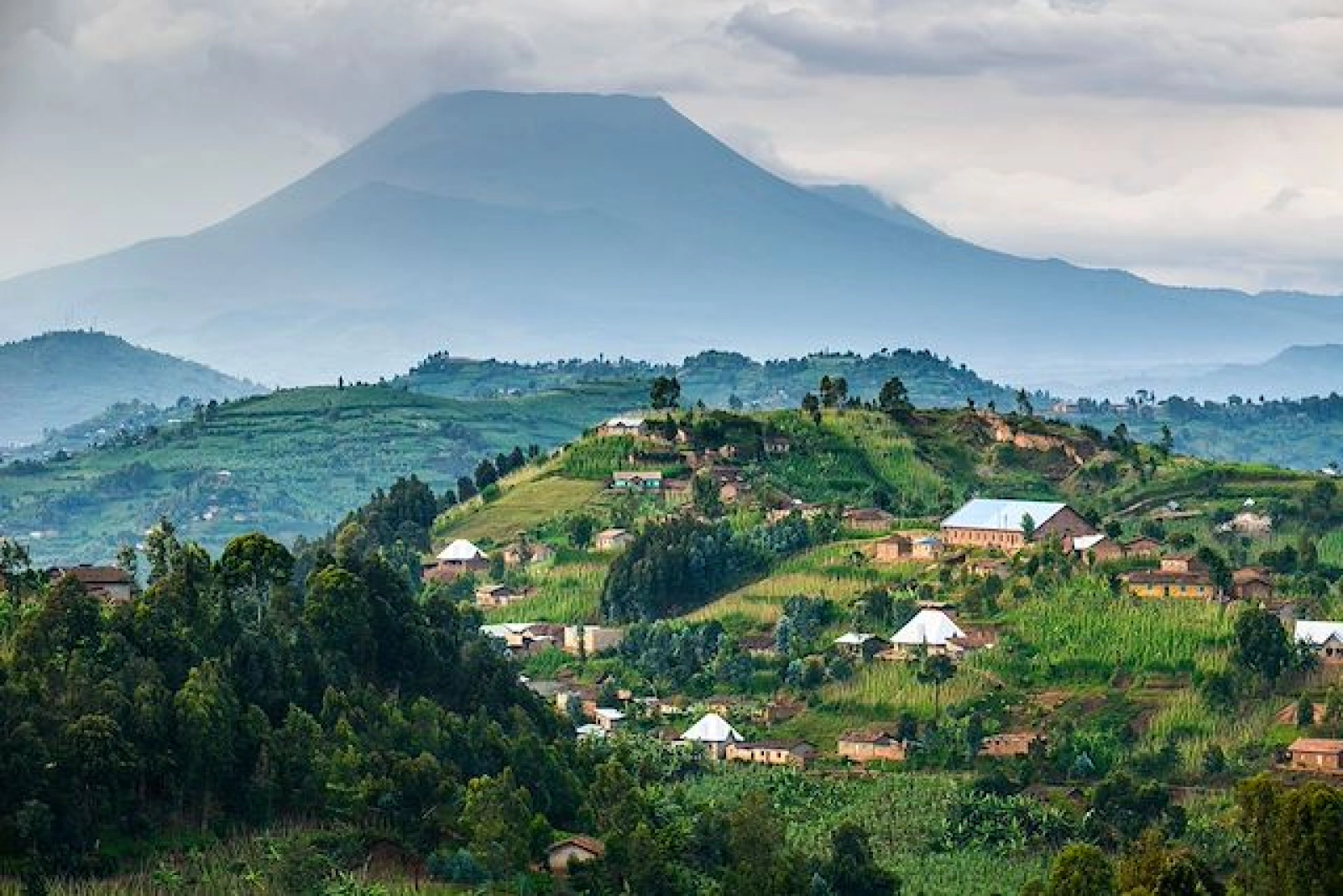 Mountain gorillas in Uganda