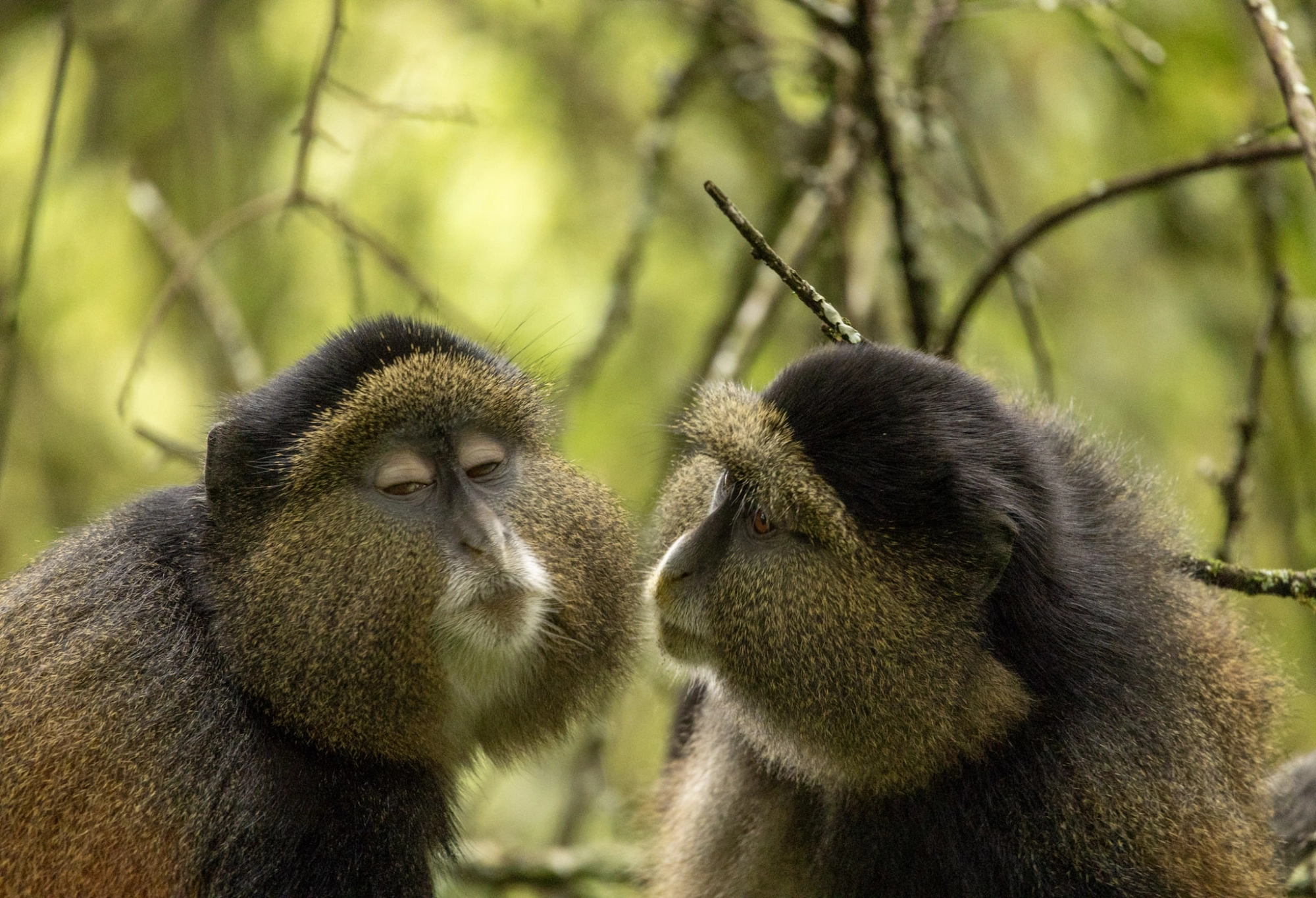 Mountain gorillas in Uganda