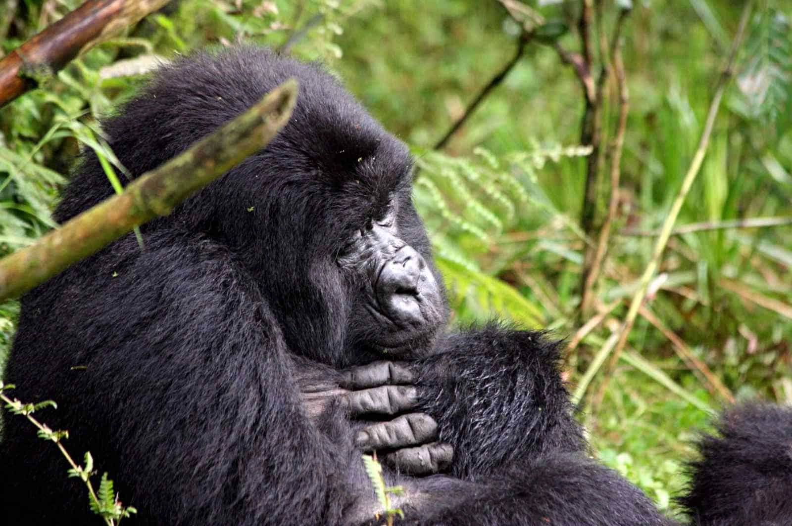 Mountain gorillas in Uganda or Rwanda