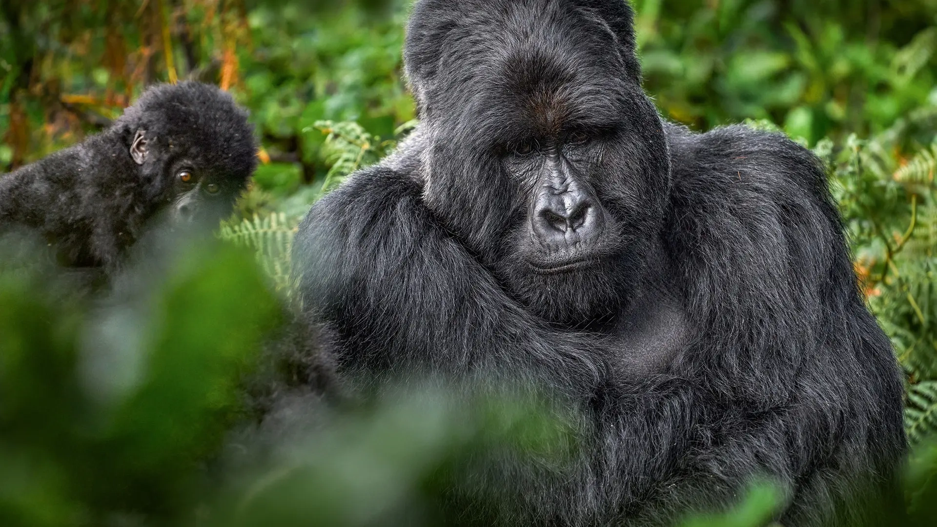 Mountain gorillas in Uganda or Rwanda