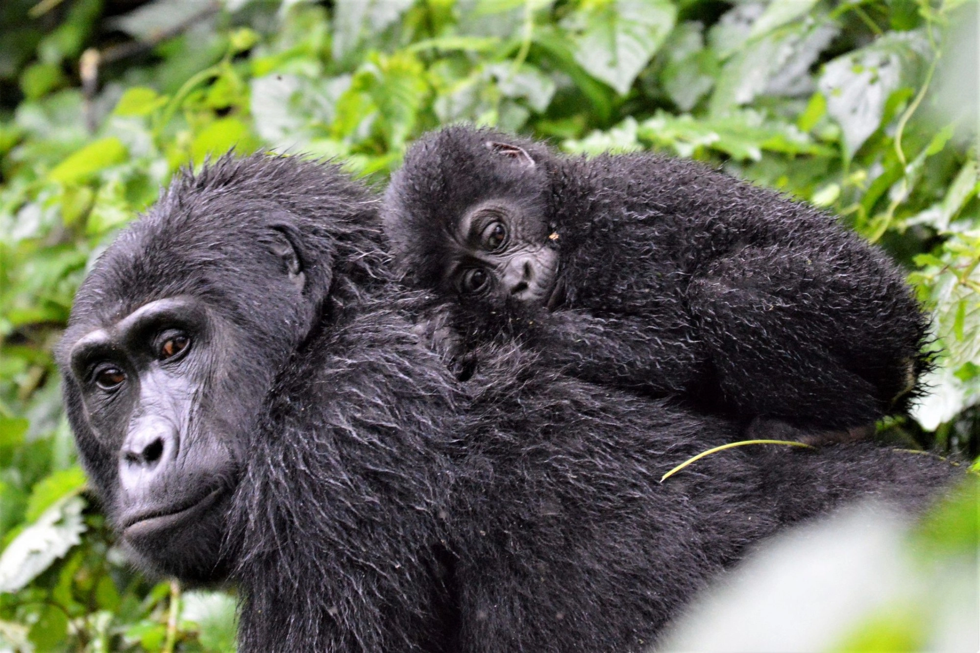 Mountain gorillas in Uganda