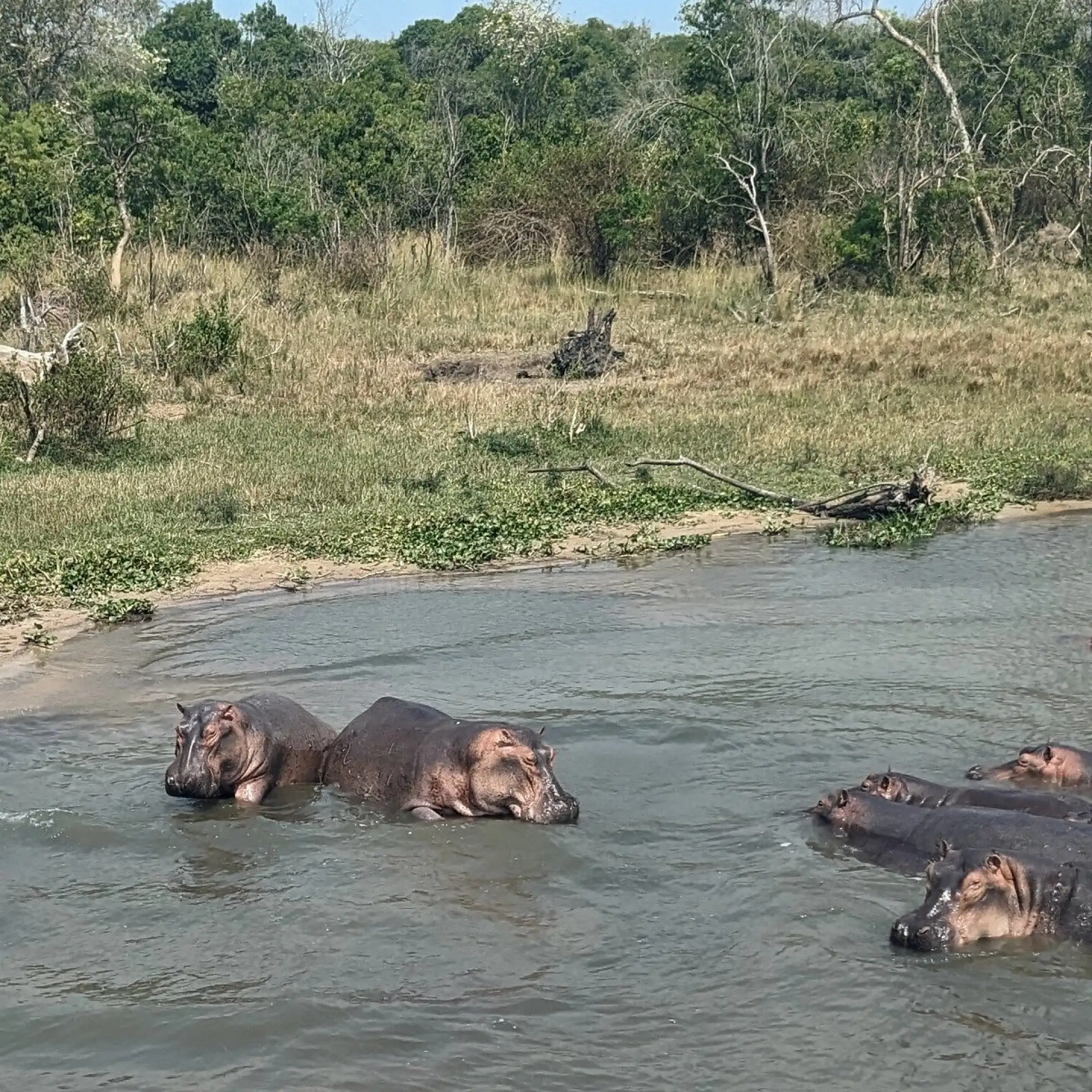 Murchison Falls : safari, animaux et conseils