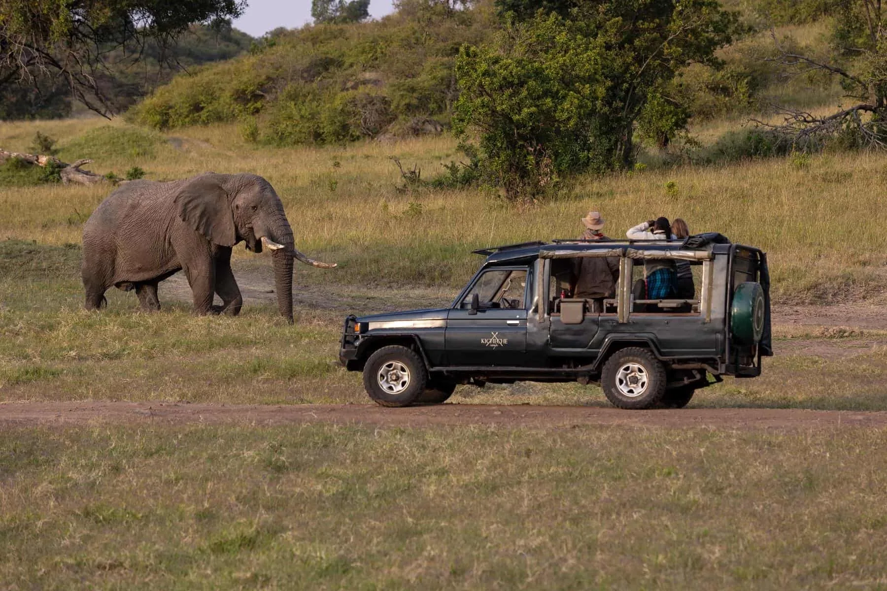 Night game drive