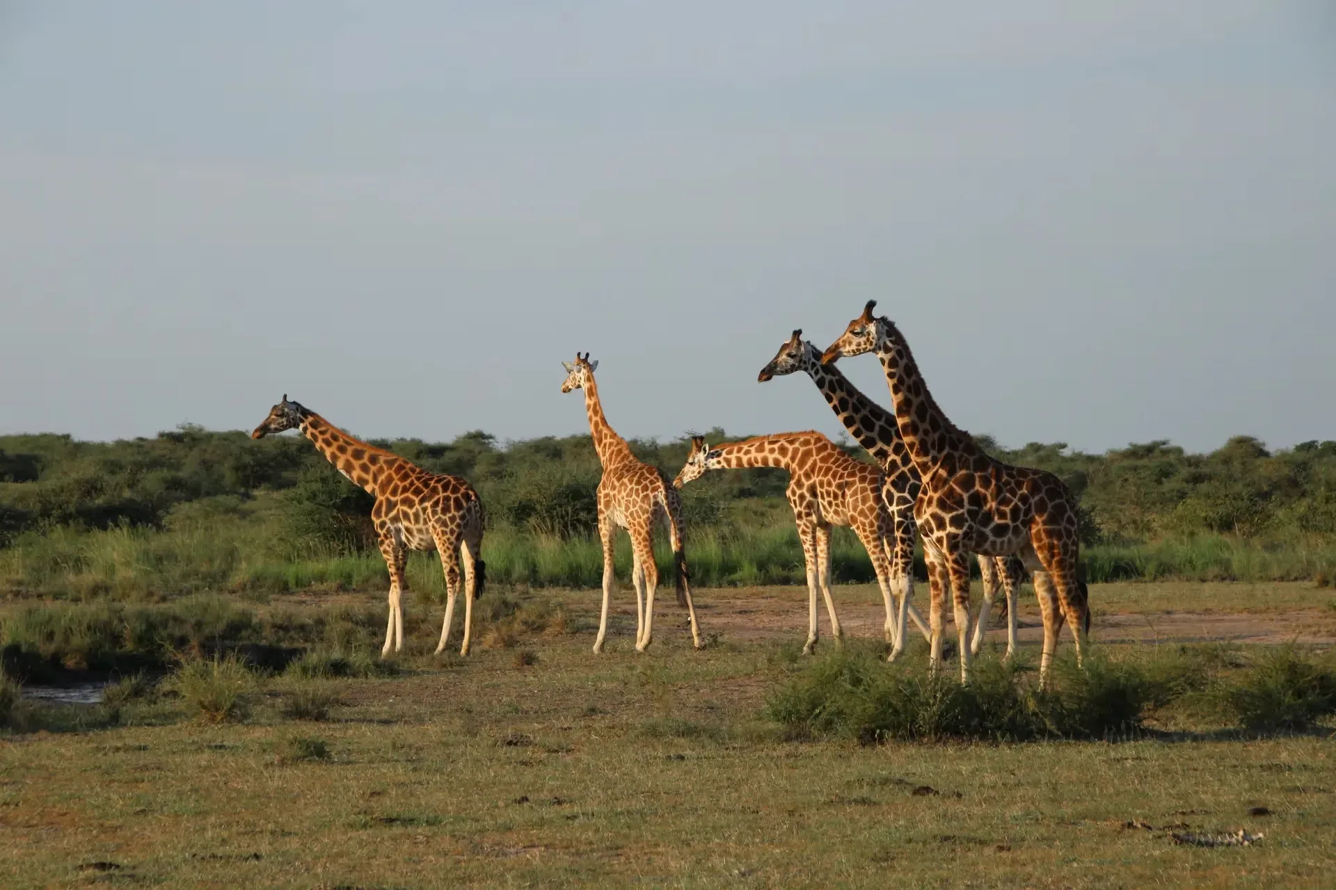 Où voir des girafes en Afrique ?